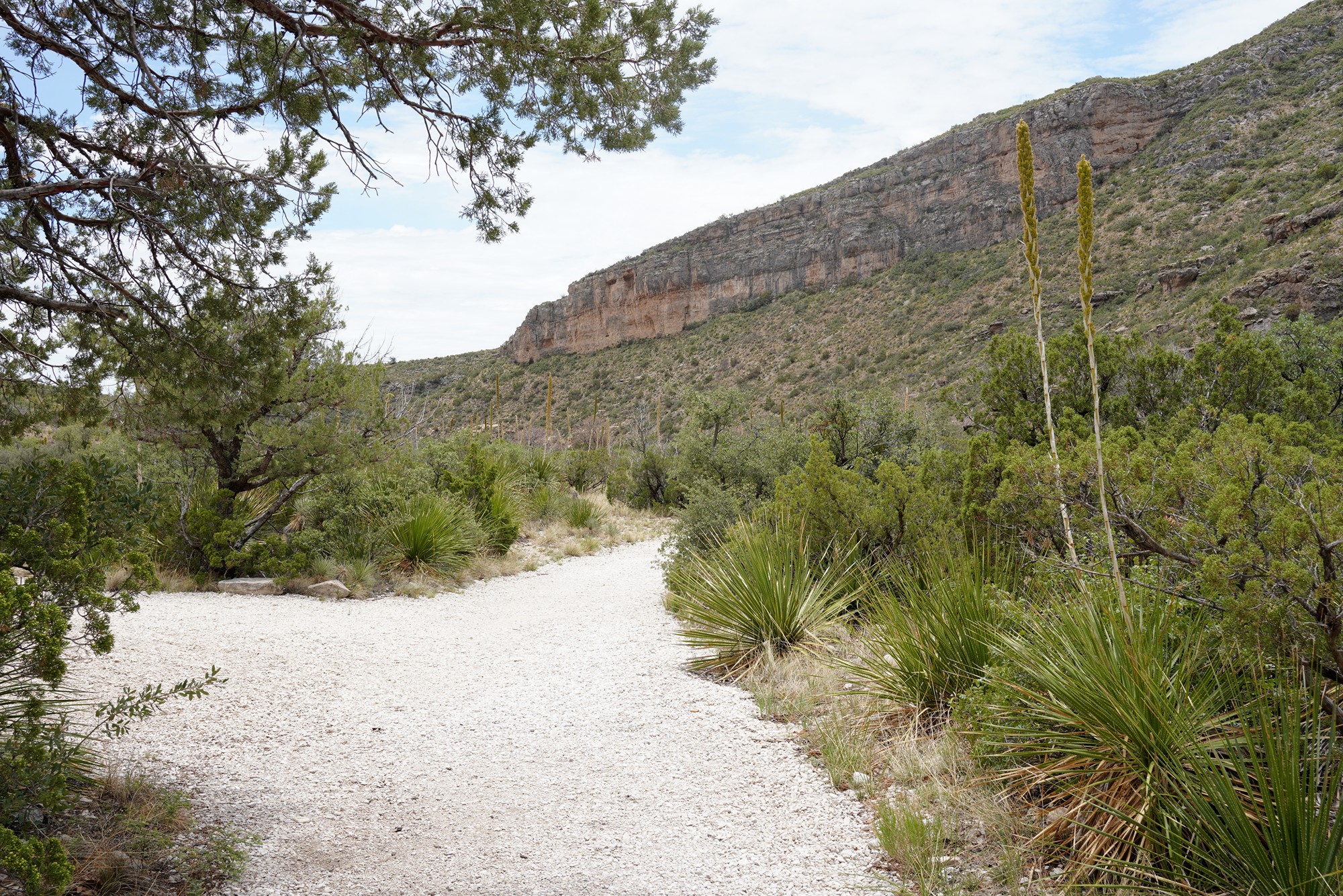 Guadalupe Mountains National Park (54)