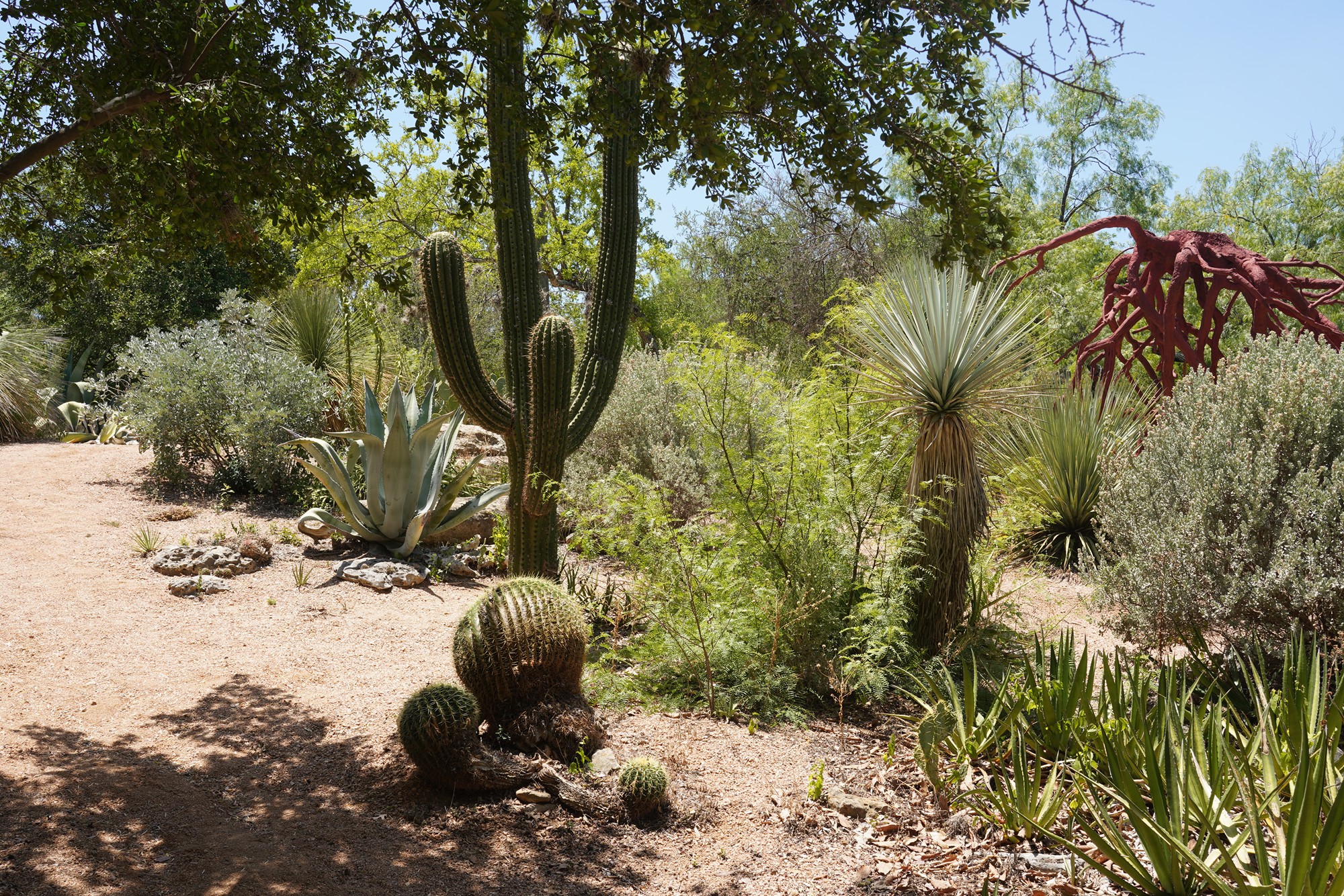 San Antonio Botanical Garden (24)