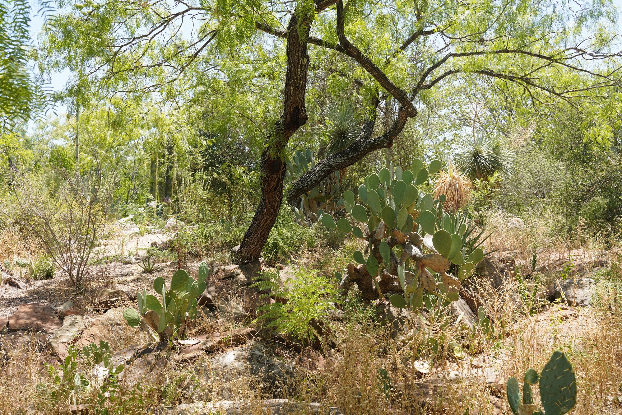 San Antonio Botanical Garden (25)
