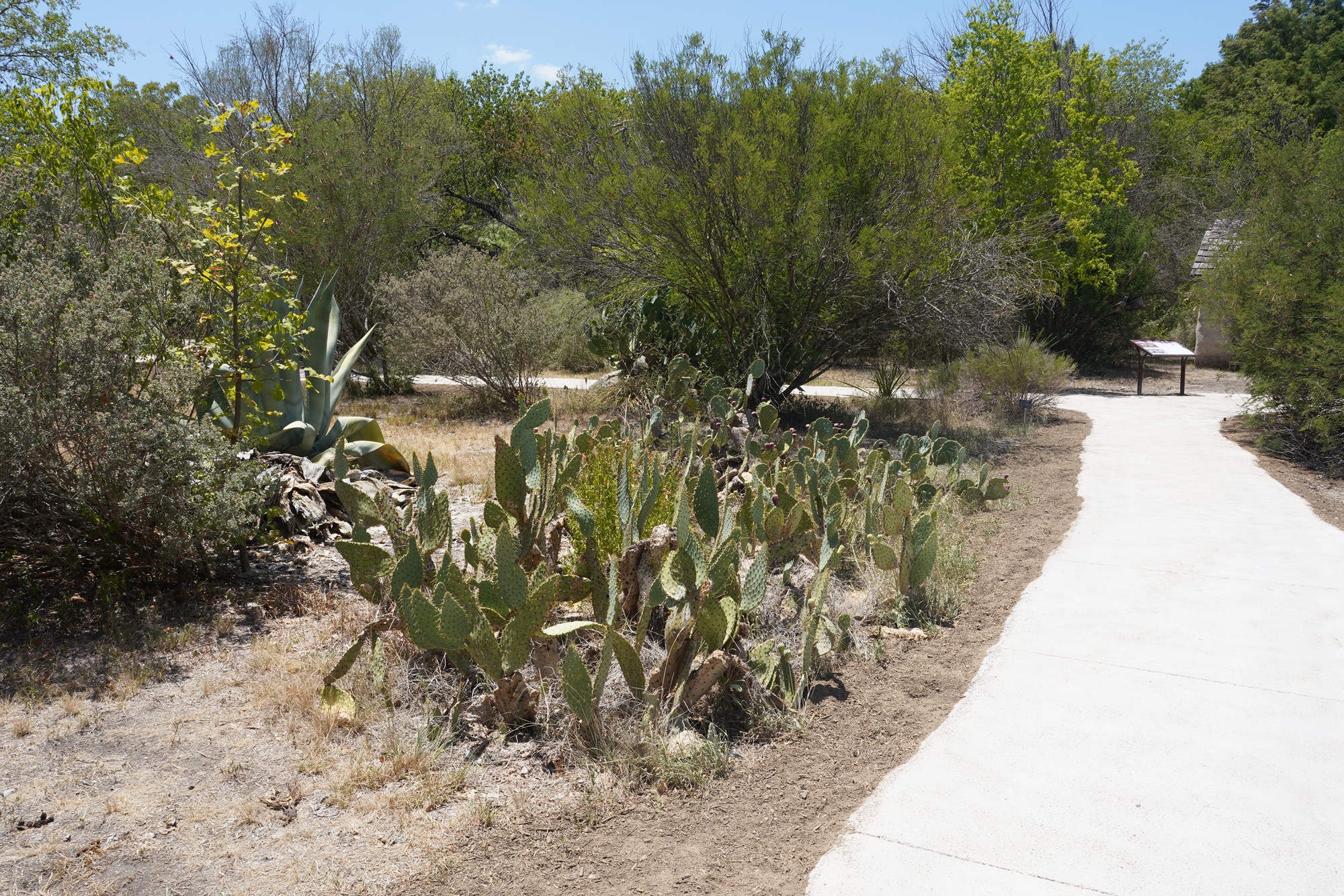 San Antonio Botanical Garden (27)