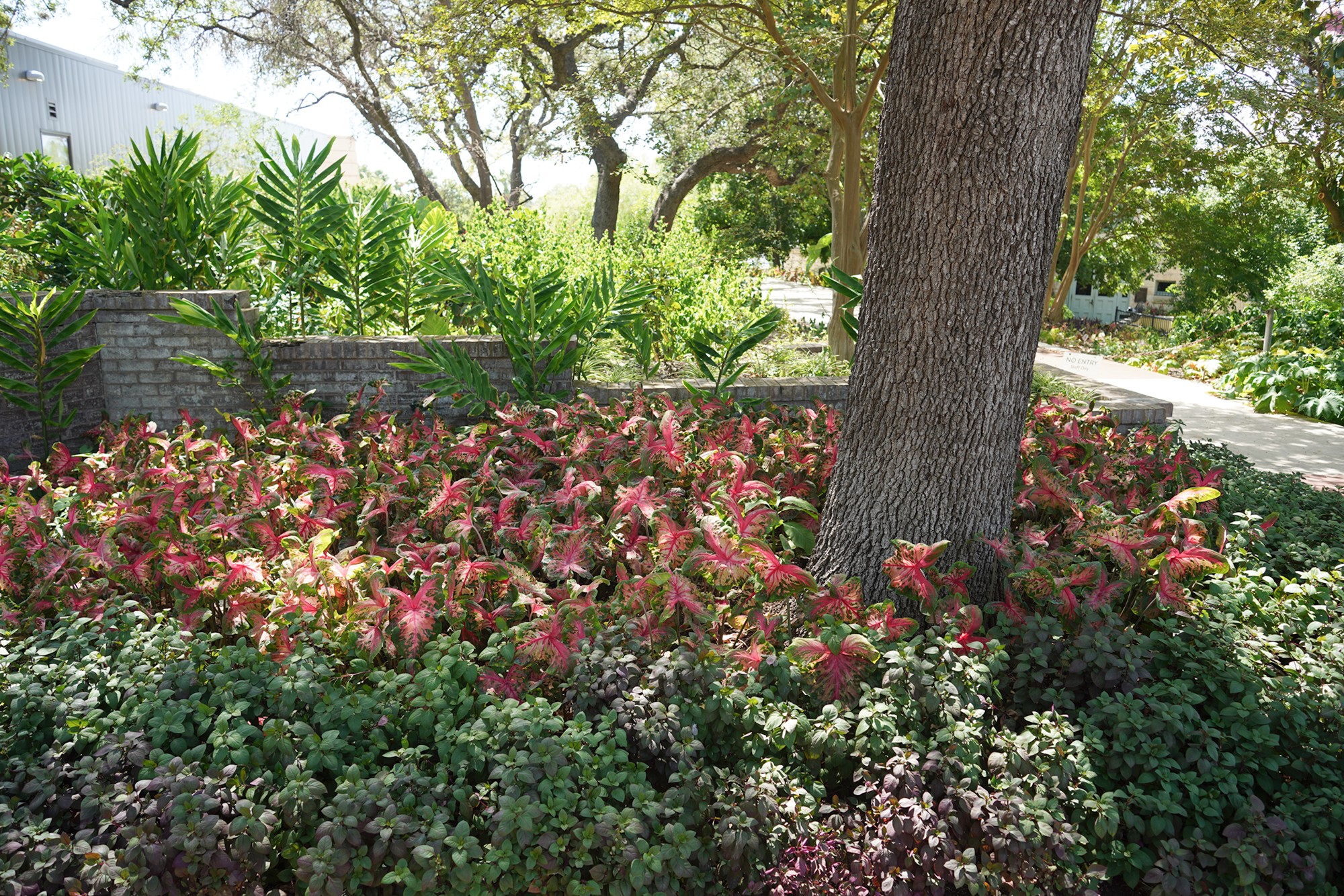 San Antonio Botanical Garden (50)