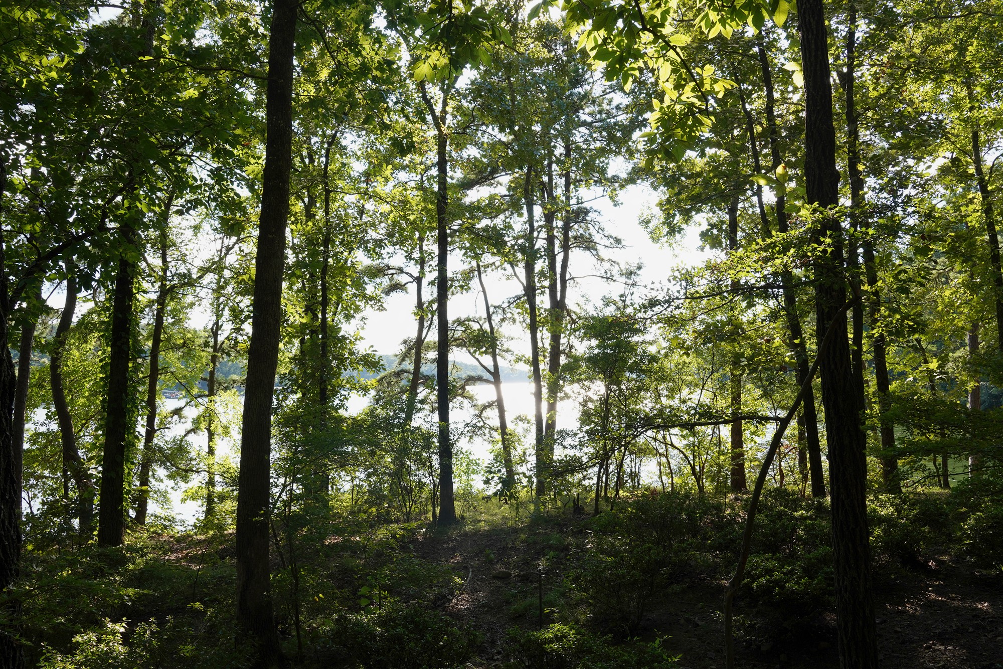Garvan Woodland Gardens (14)