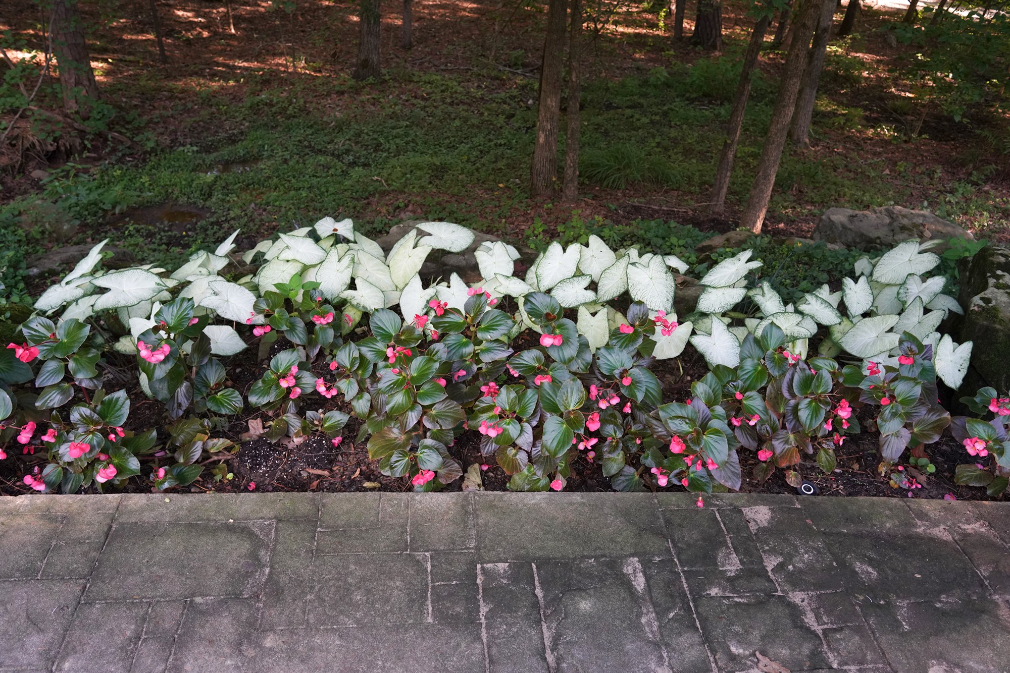 Garvan Woodland Gardens (17)