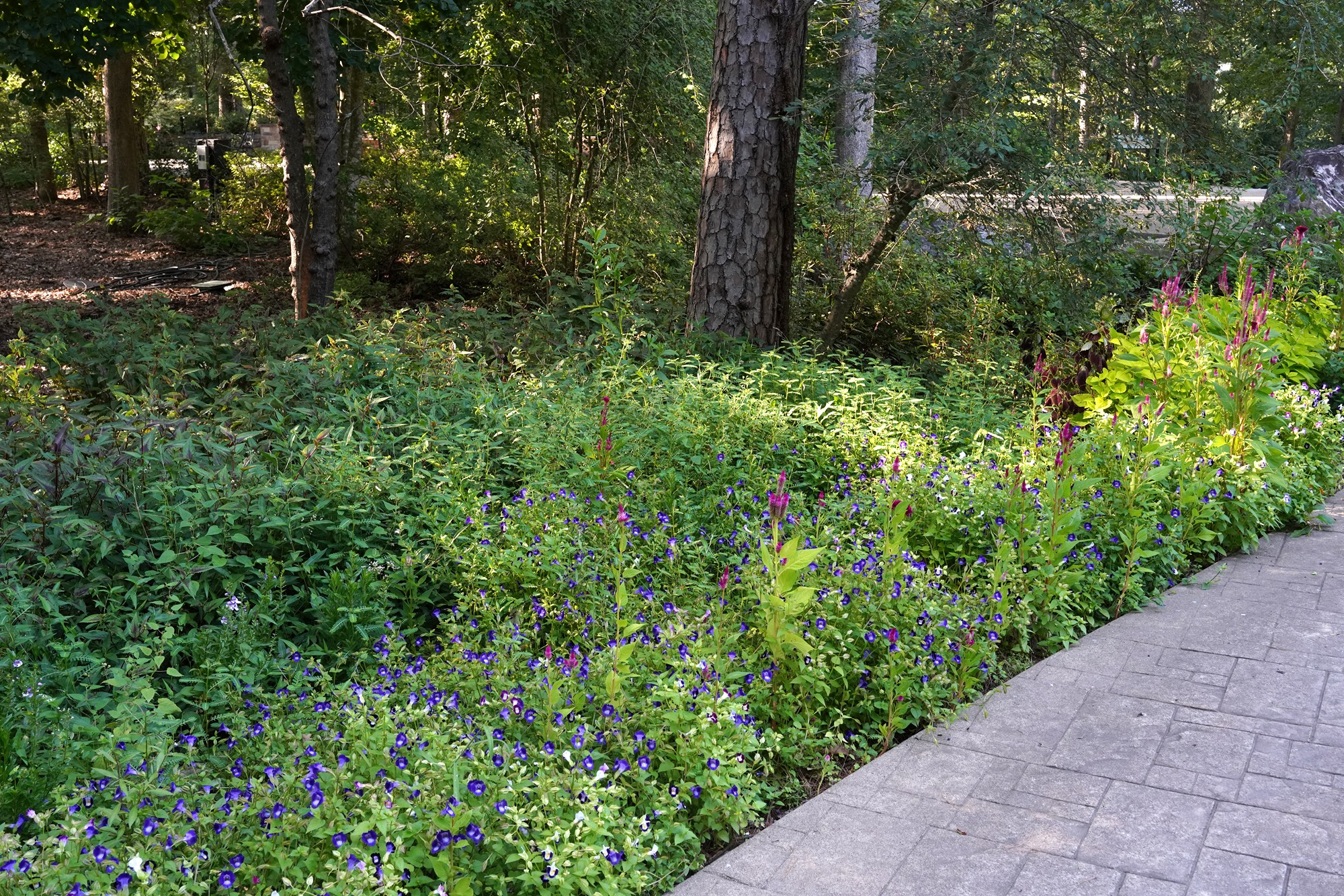Garvan Woodland Gardens (20)