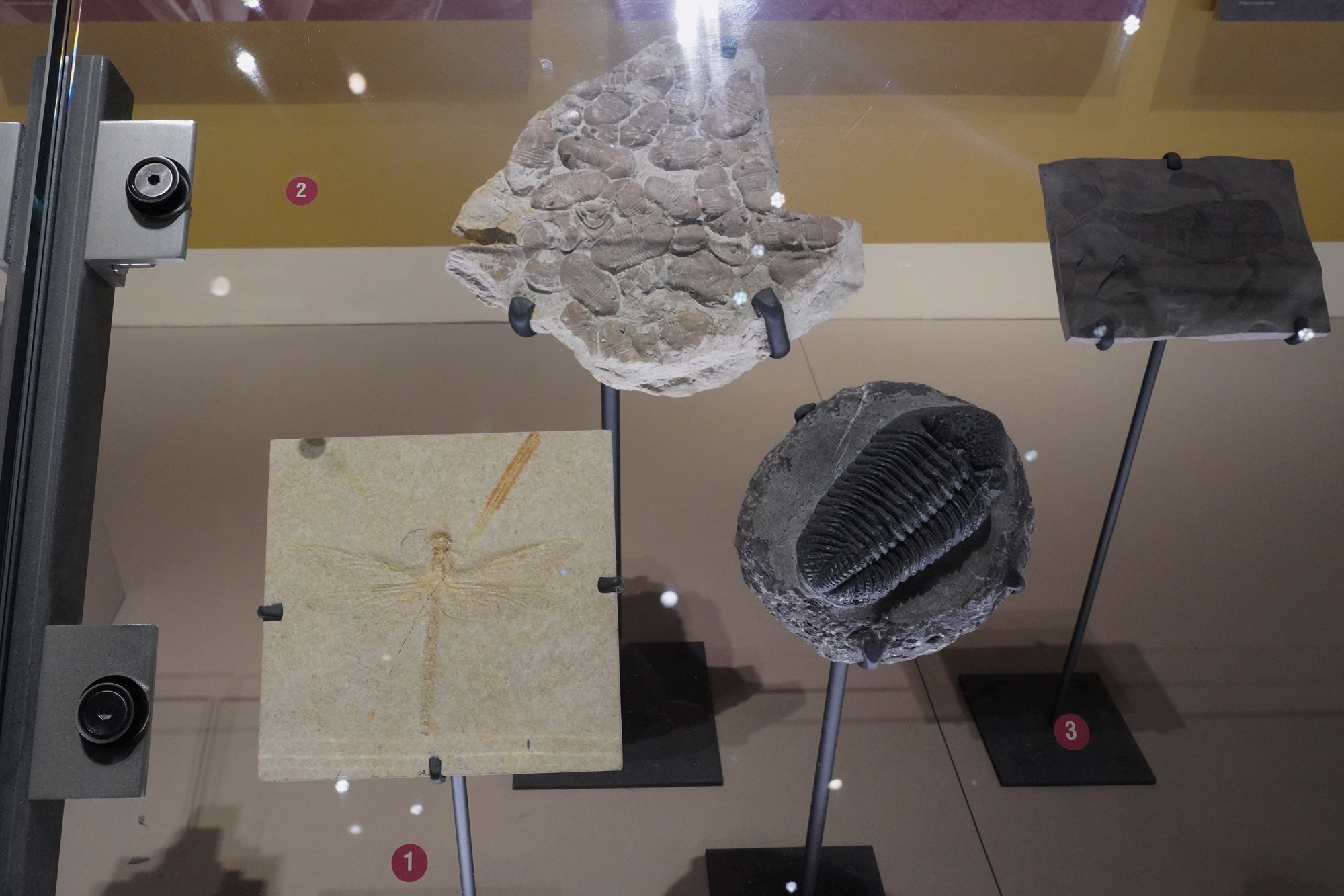 Perot Museum of Nature and Science (14)