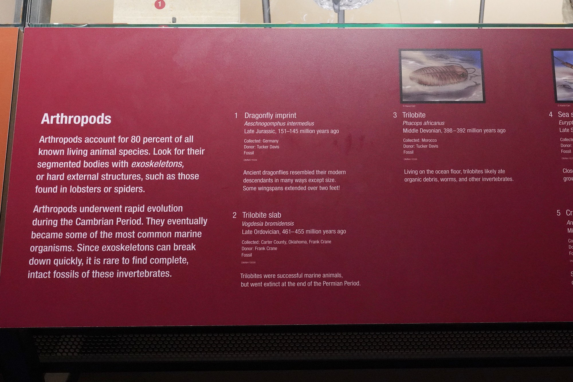 Perot Museum of Nature and Science (15)