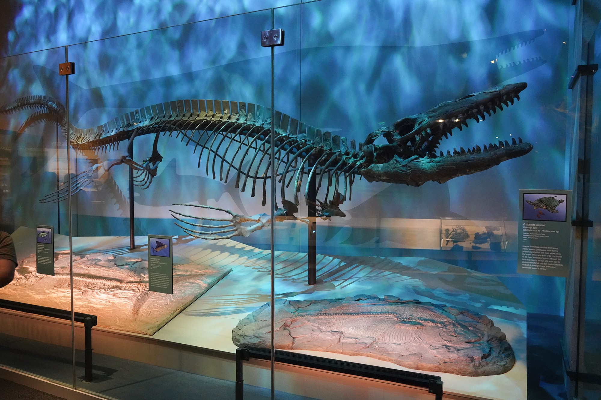 Perot Museum of Nature and Science (16)