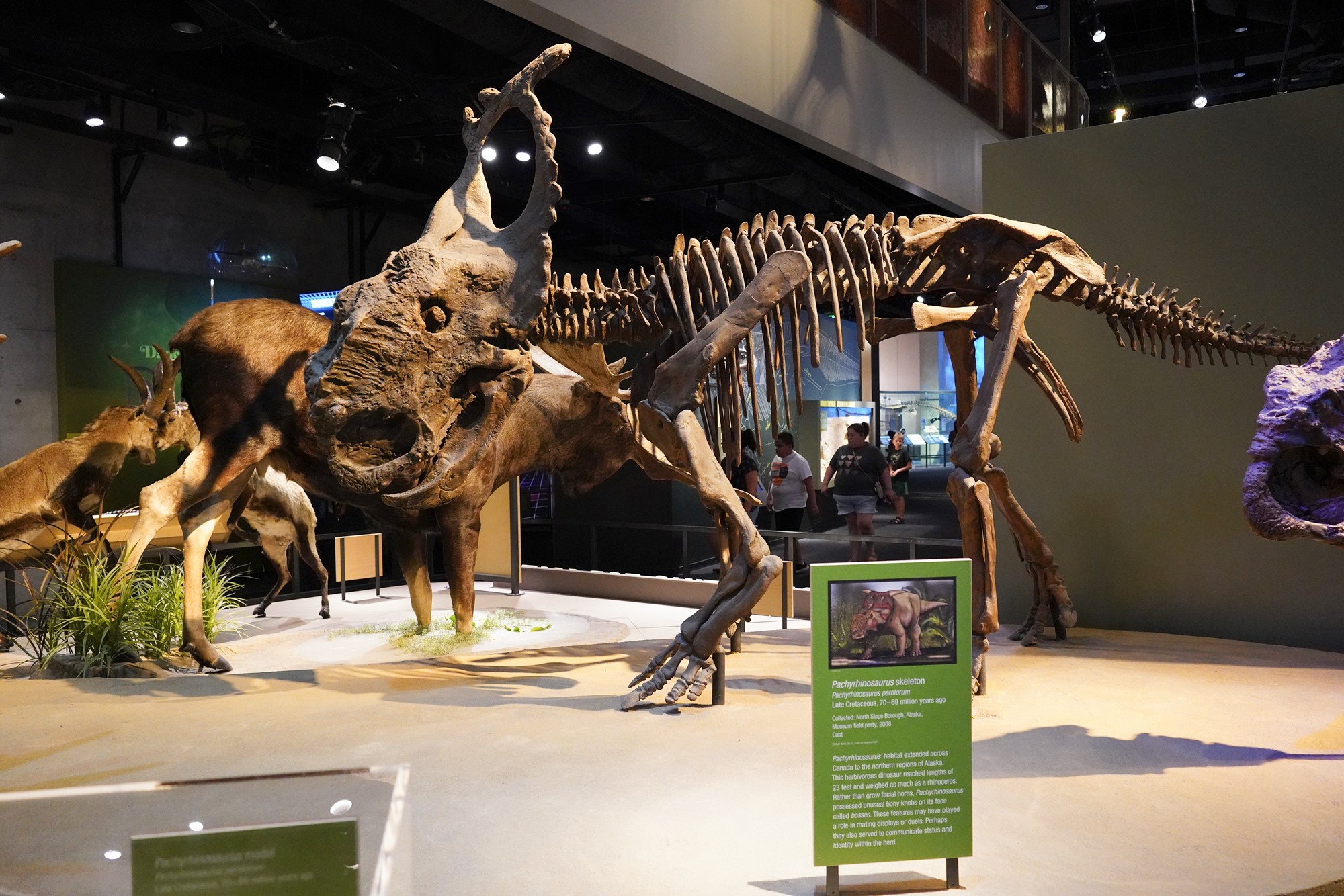 Perot Museum of Nature and Science (18)