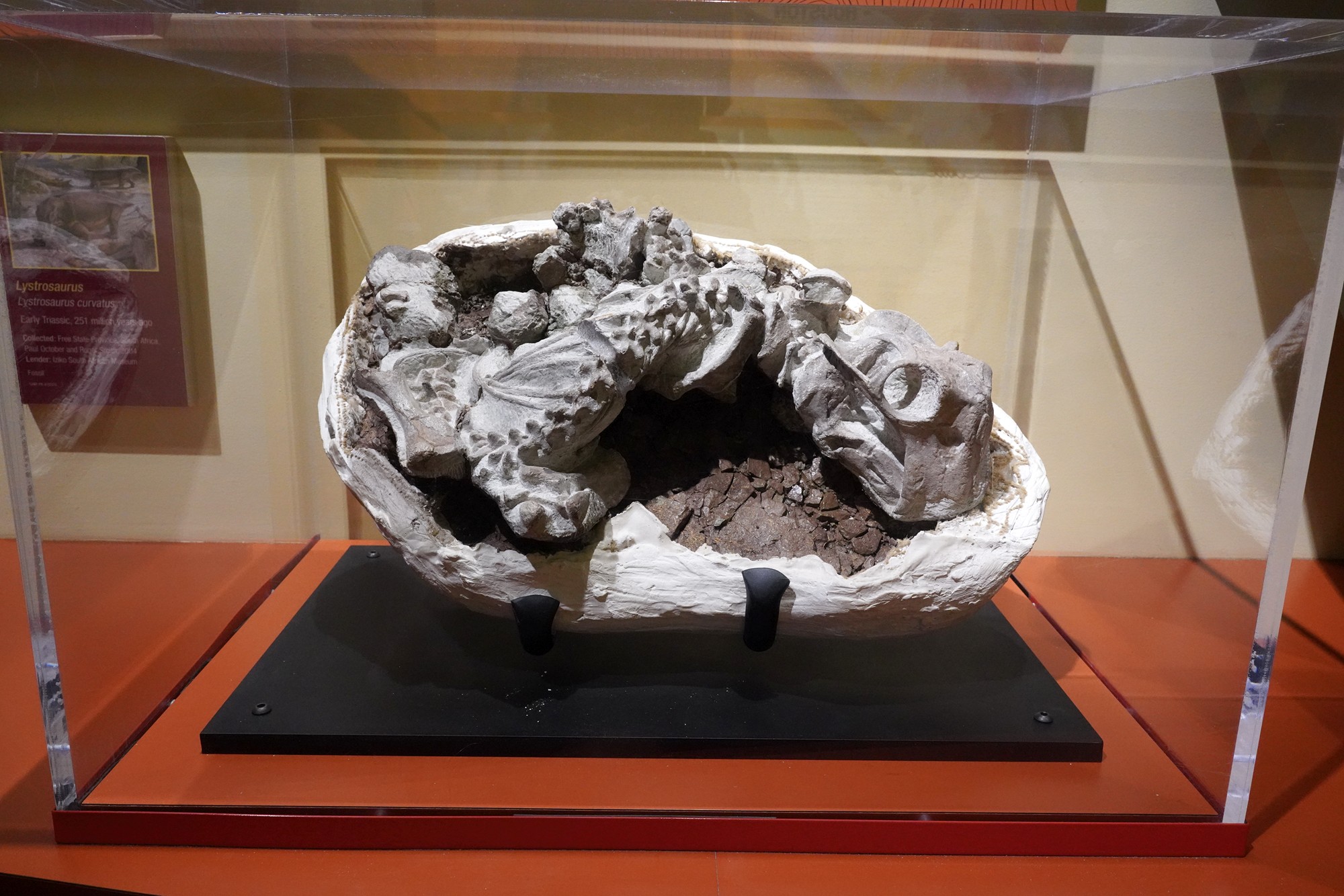 Perot Museum of Nature and Science (21)