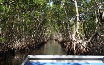 Everglades City Airboat Tours, Everglades City, Florida, USA
