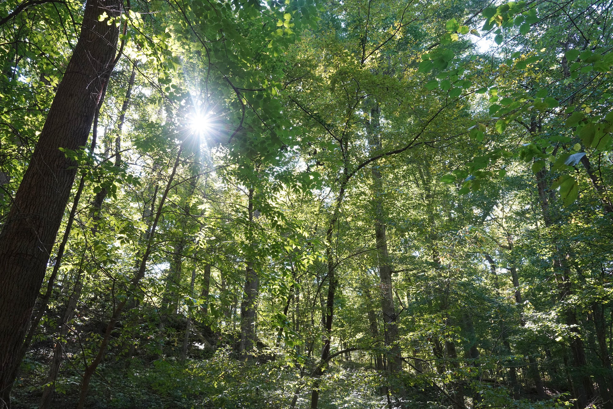 Mammoth Cave National Park (45)