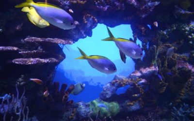 Tennessee Aquarium, Chattanooga, Tennessee, USA
