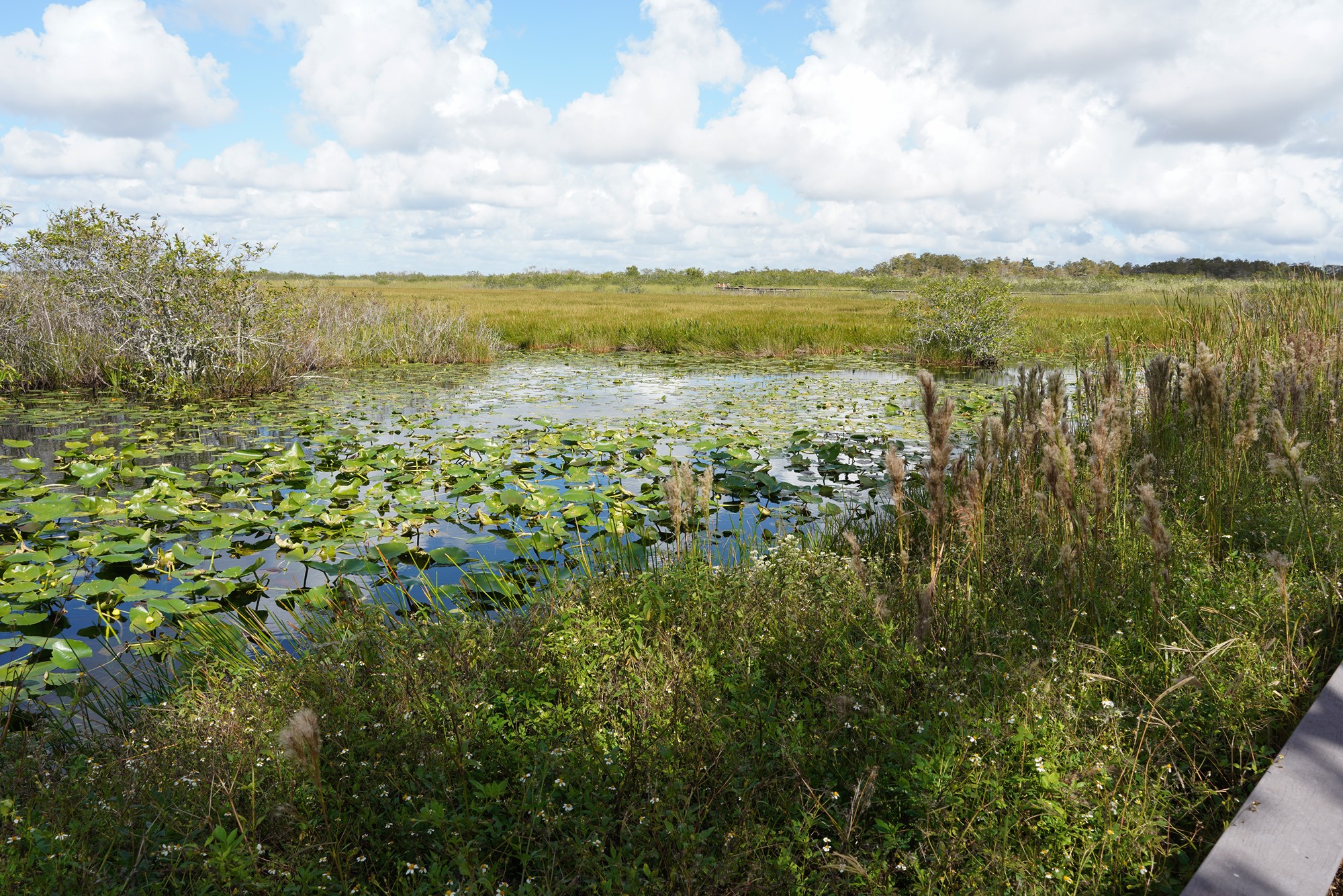 Everglades National Park (15)