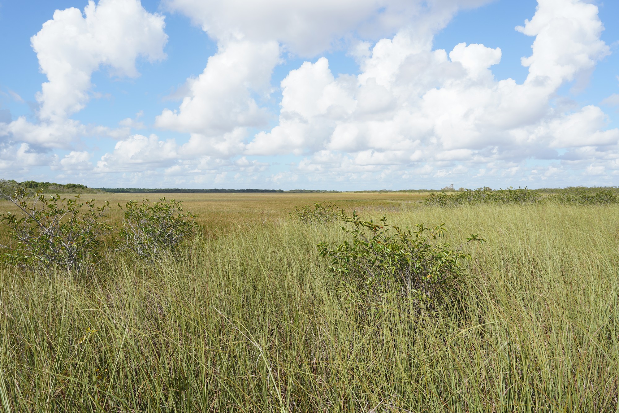 Everglades National Park (19)