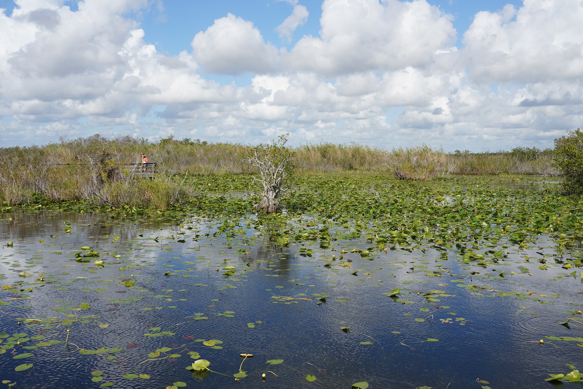 Everglades National Park (20)