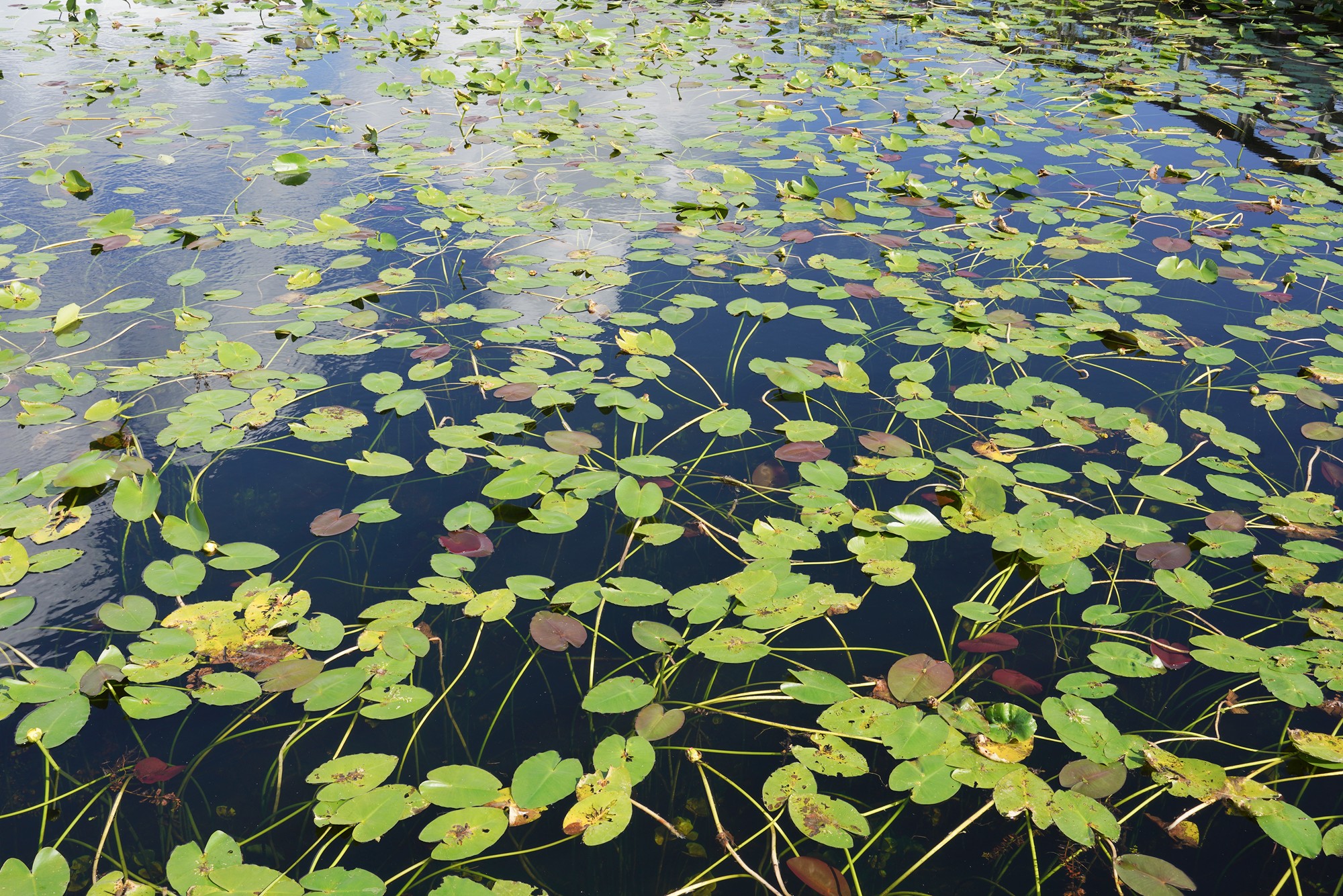 Everglades National Park (21)