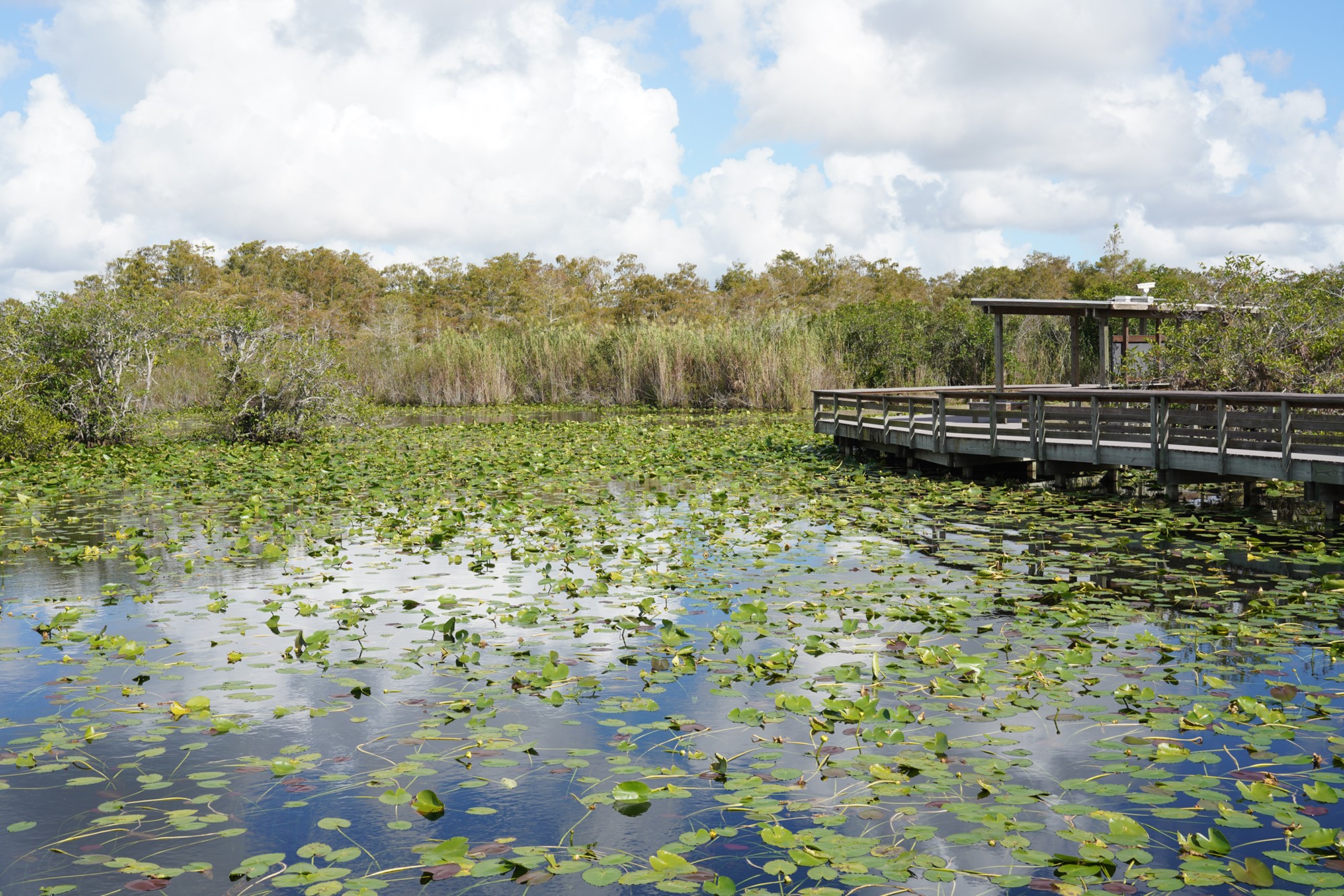 Everglades National Park (22)