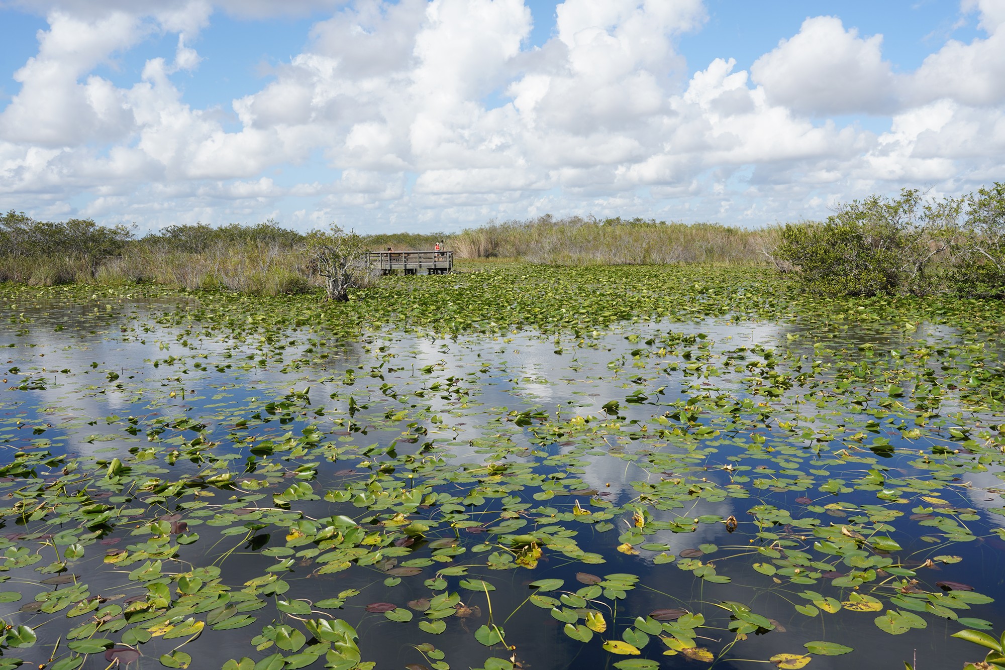 Everglades National Park (23)
