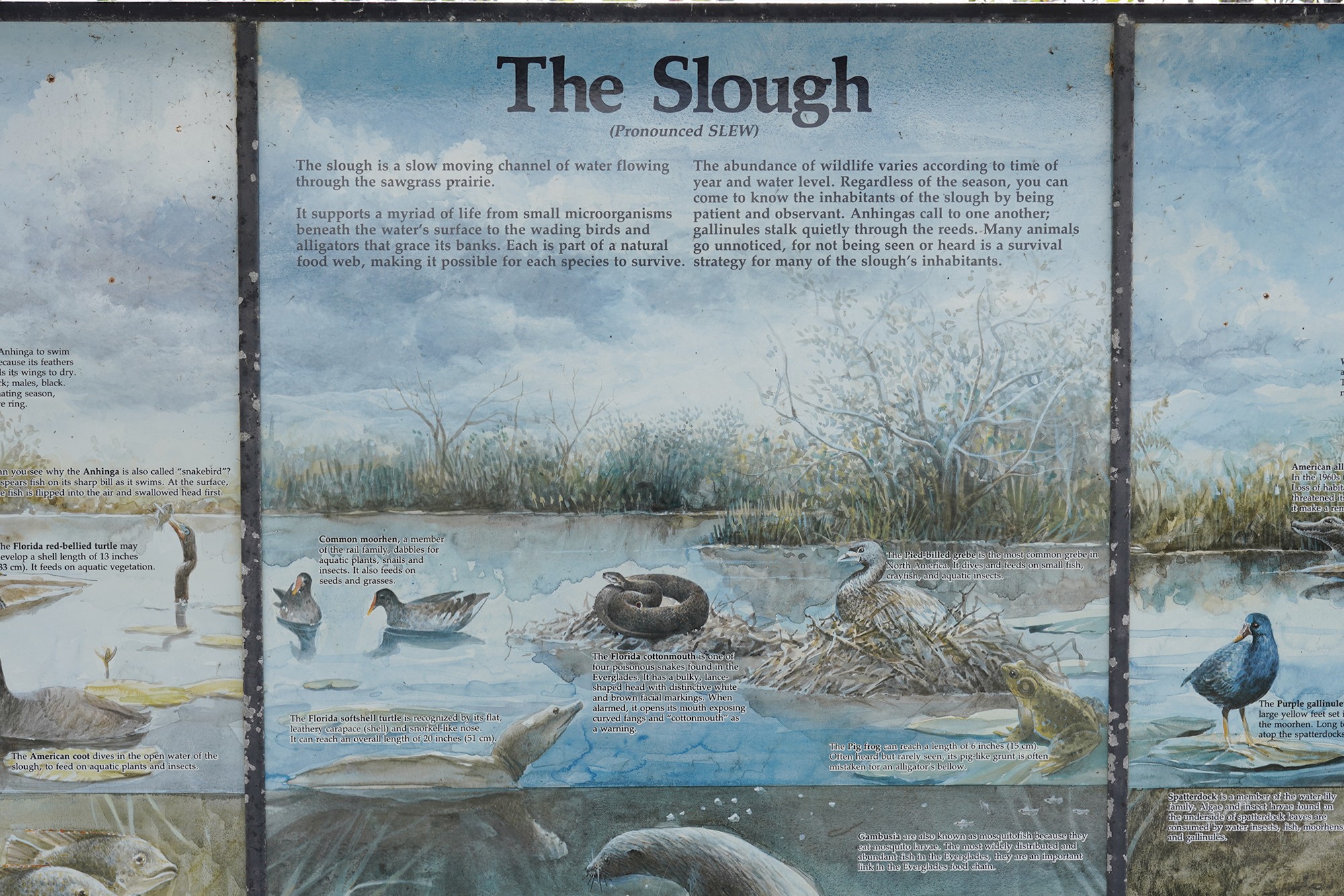 Everglades National Park (24)