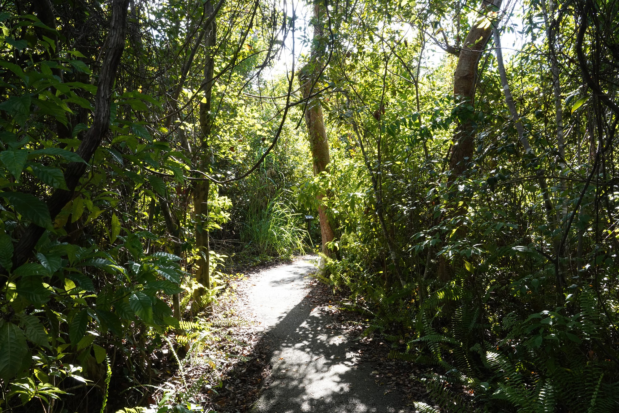 Everglades National Park (31)