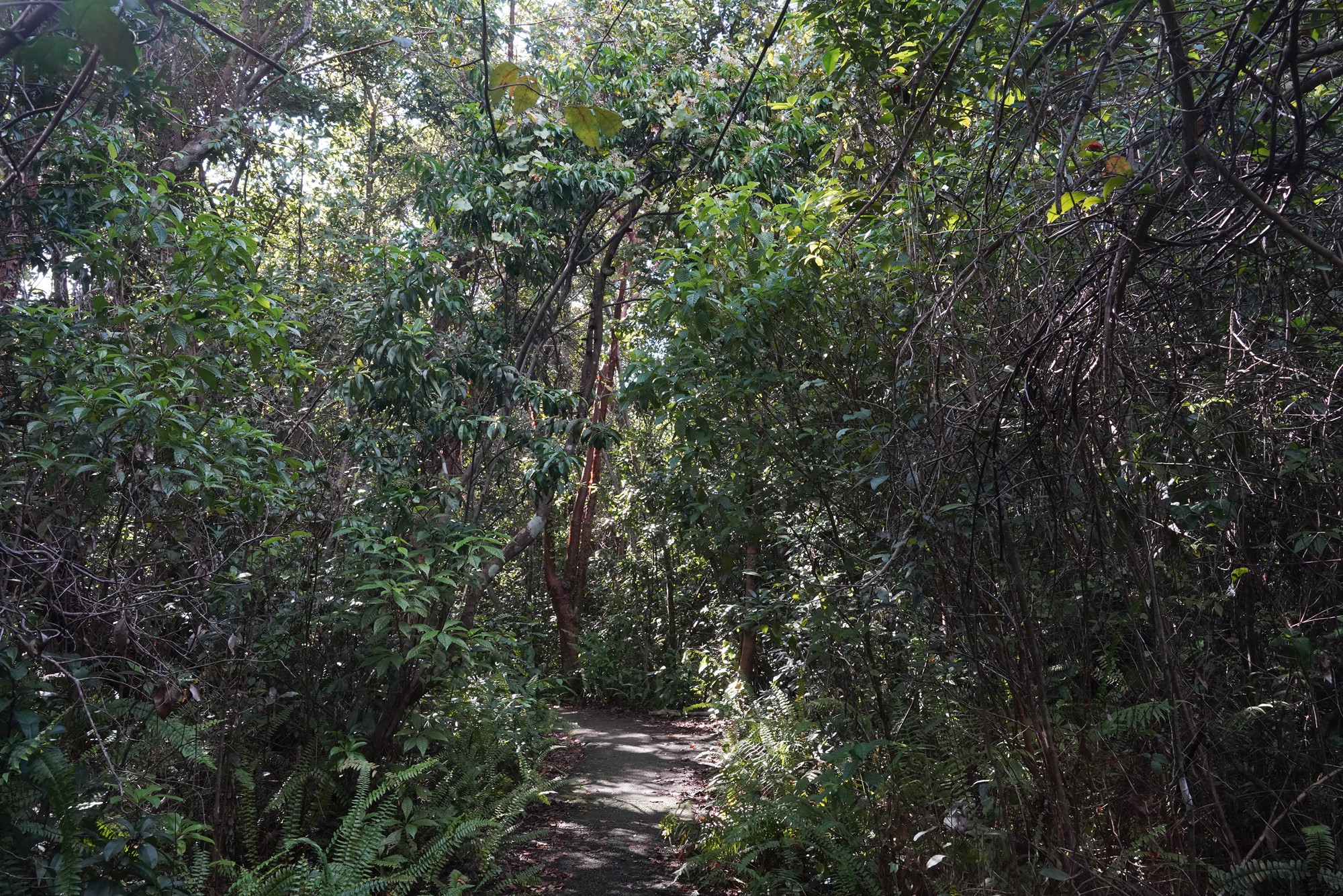 Everglades National Park (32)