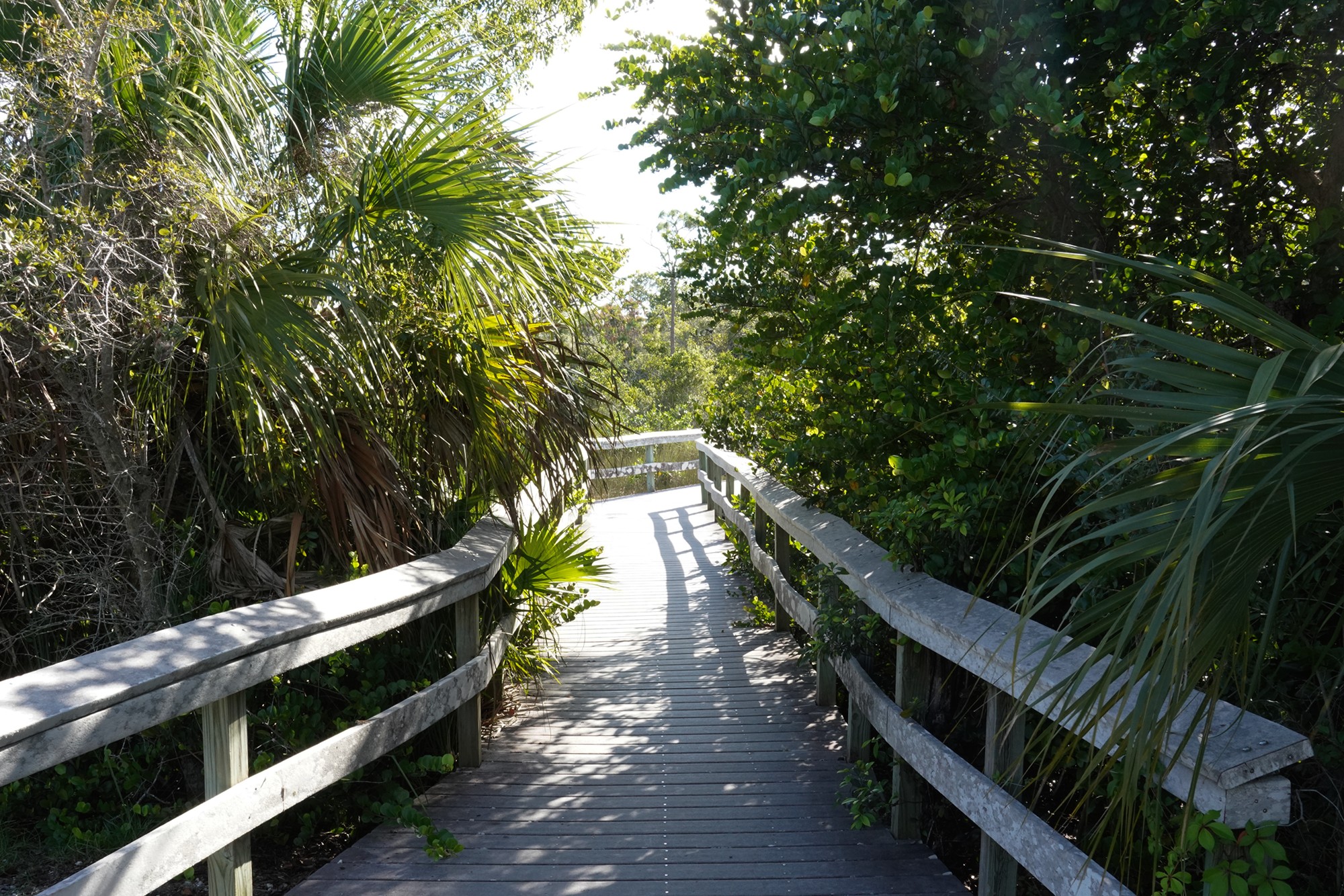 Everglades National Park (34)