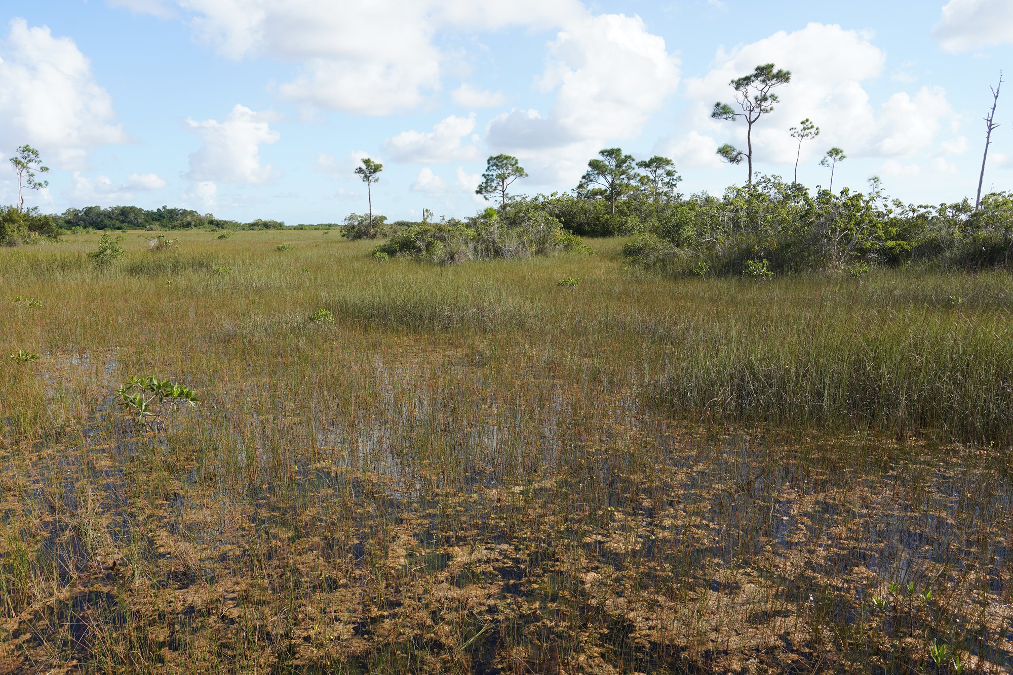 Everglades National Park (36)