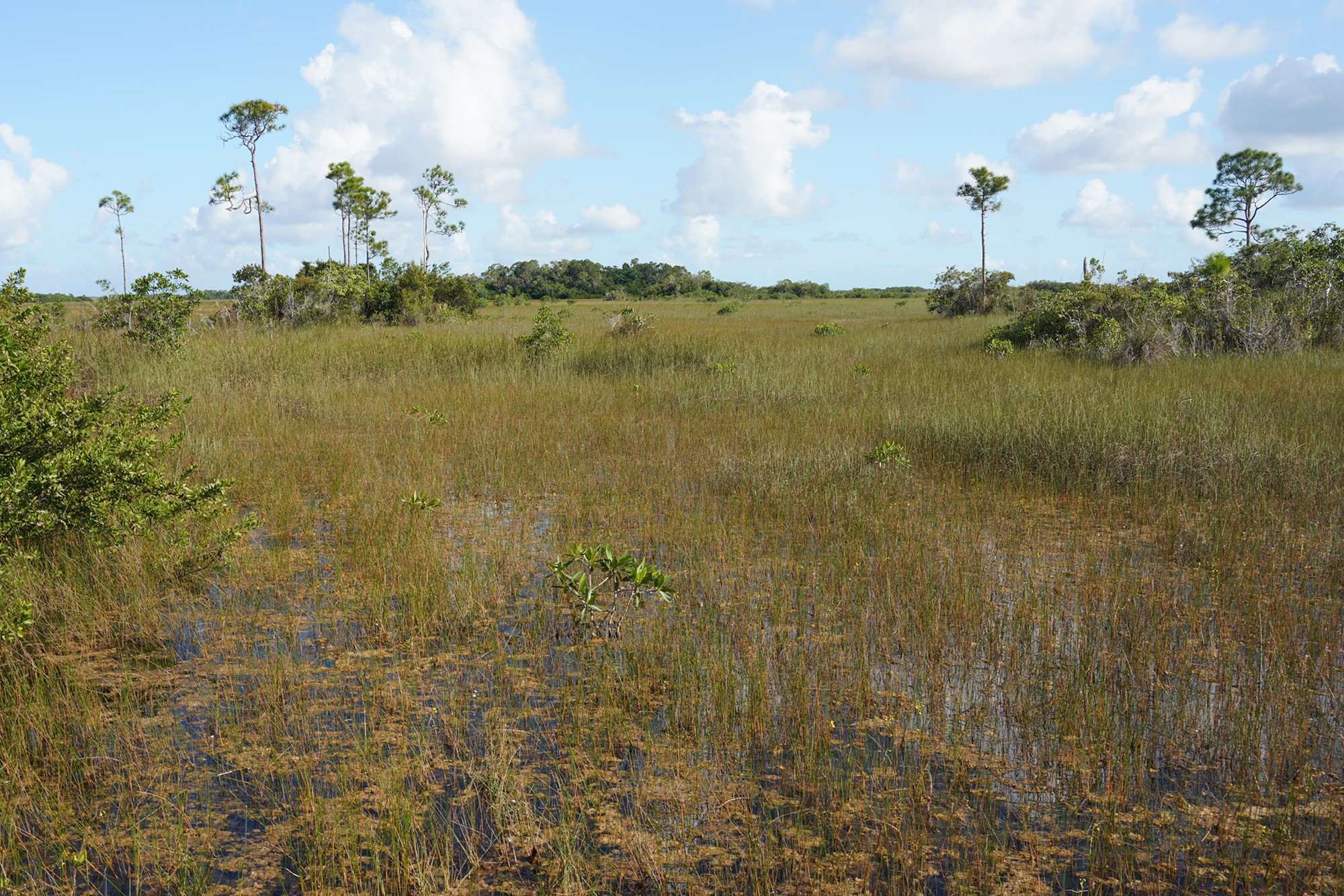 Everglades National Park (37)