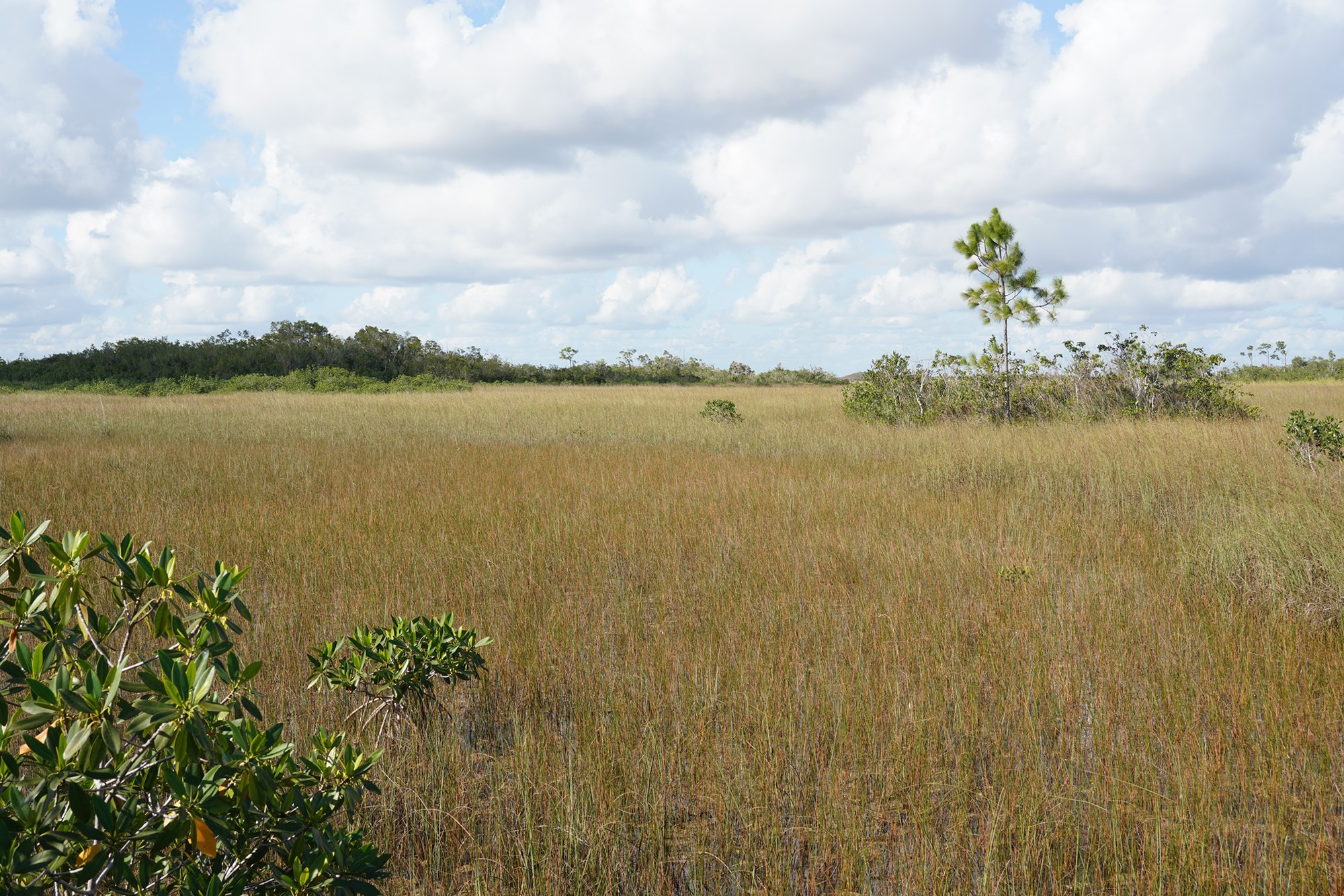 Everglades National Park (39)