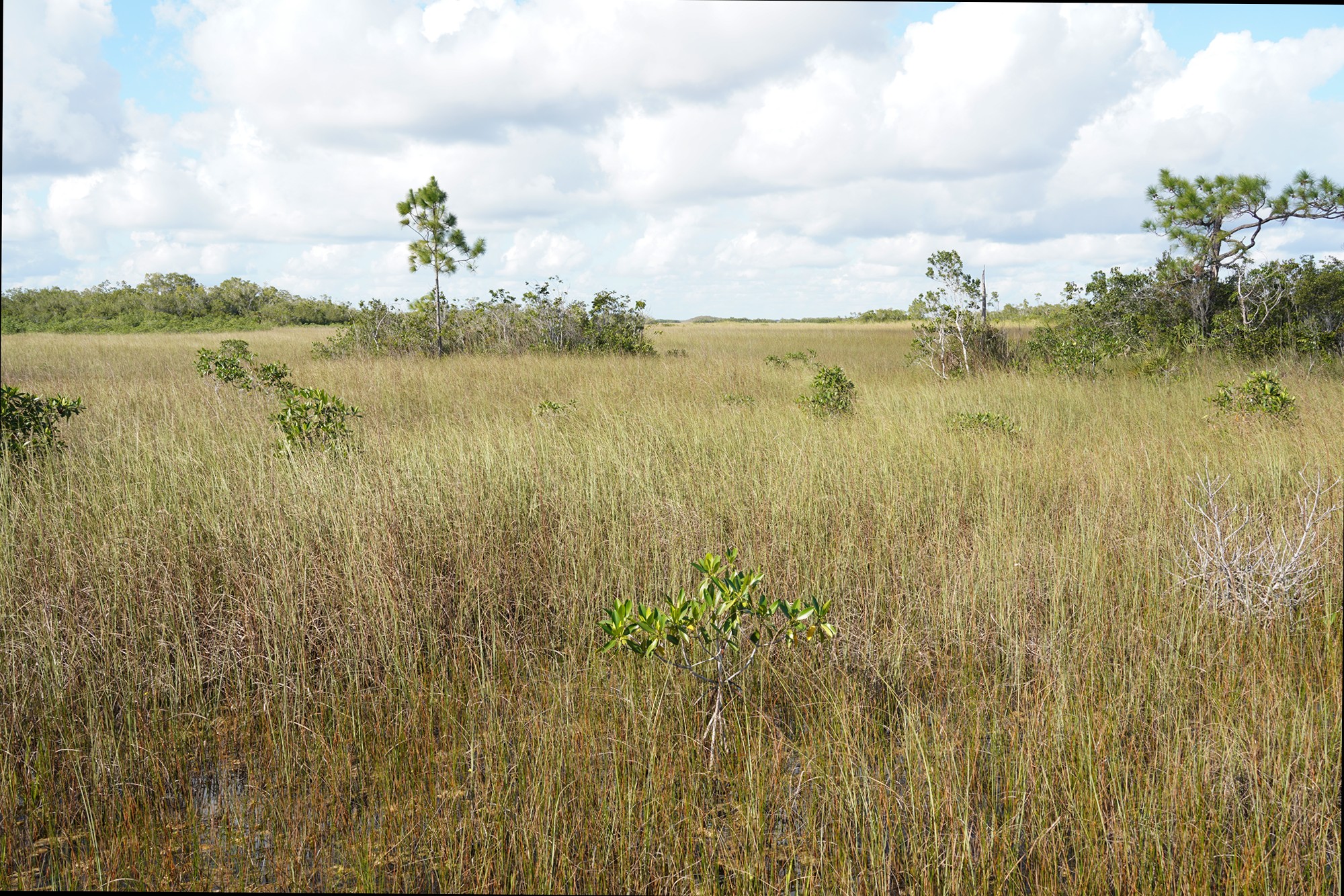 Everglades National Park (40)