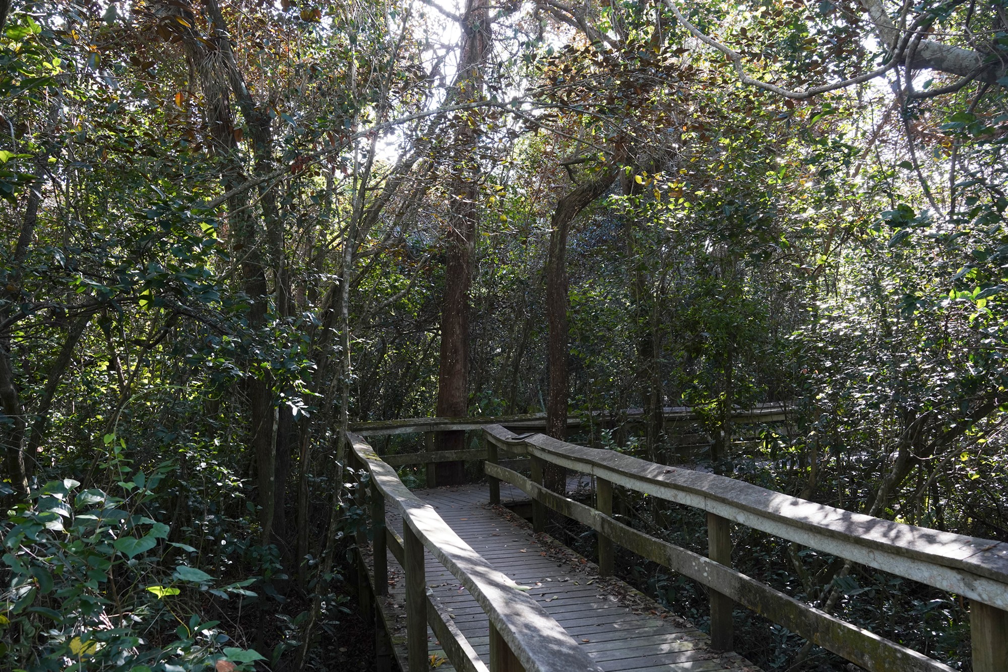 Everglades National Park (43)