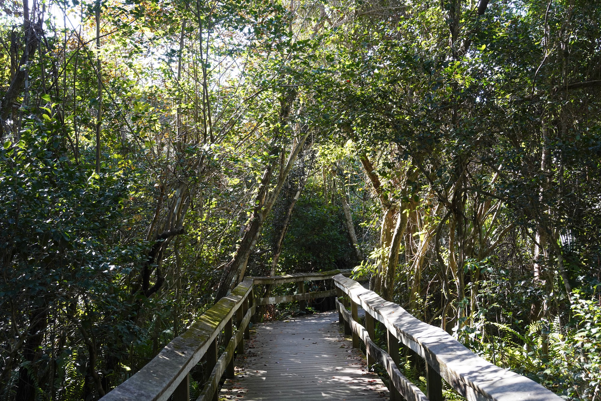 Everglades National Park (44)