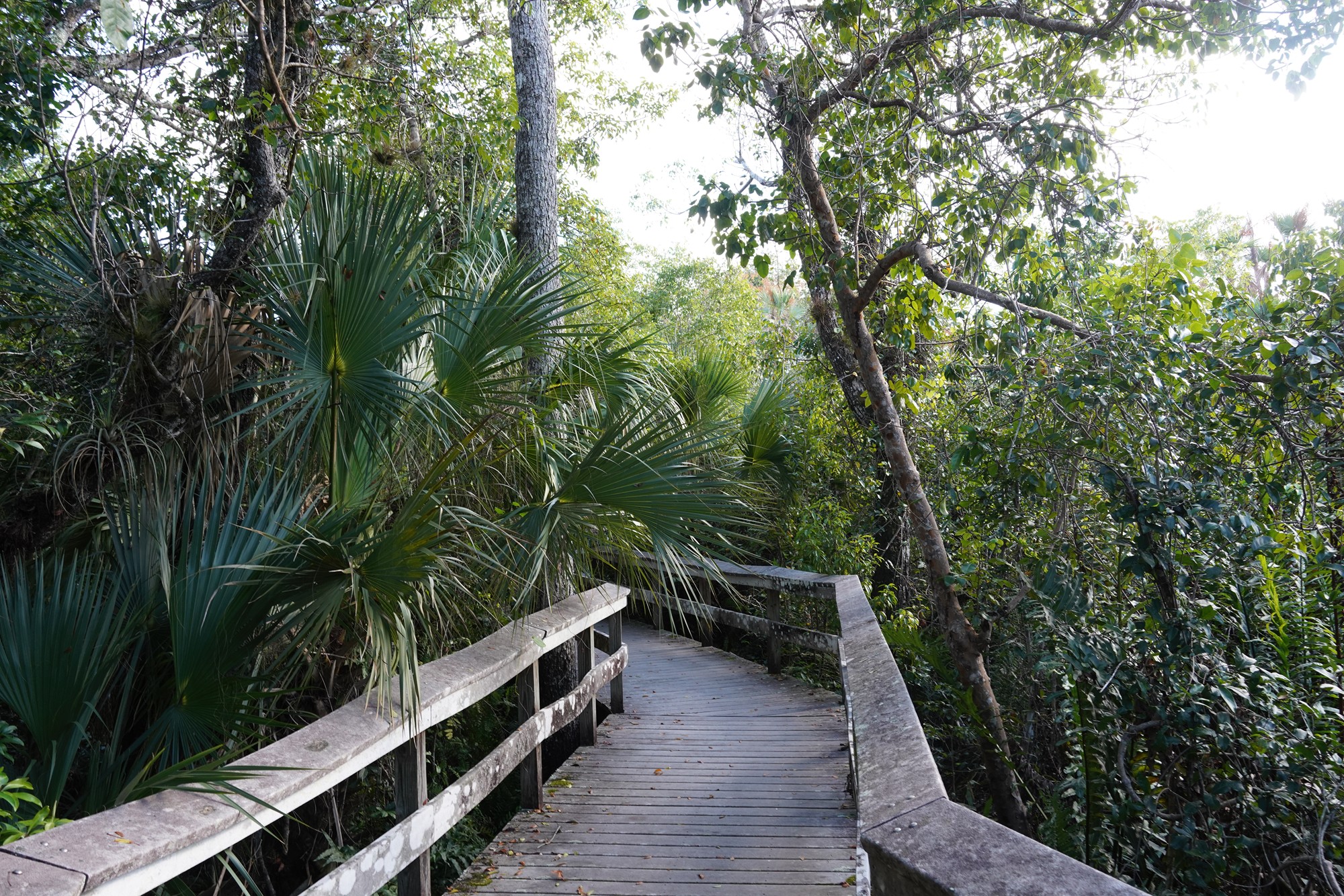 Everglades National Park (45)