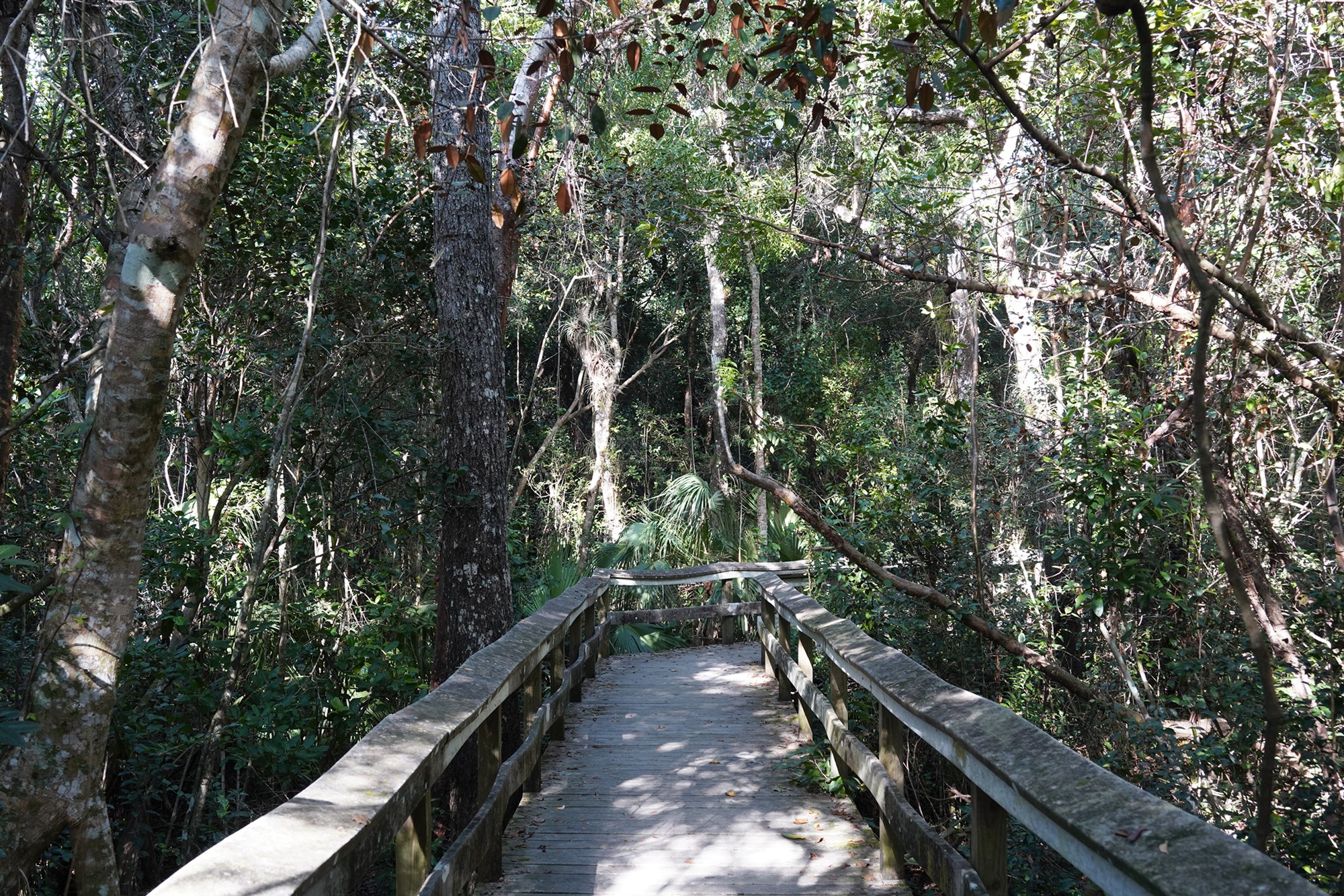 Everglades National Park (46)
