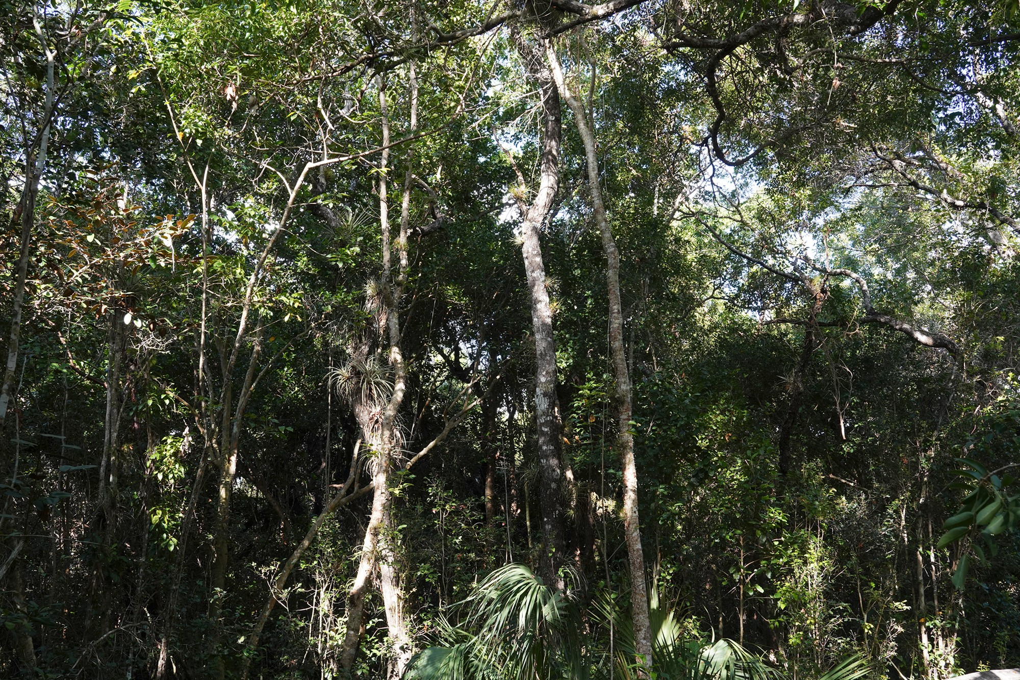 Everglades National Park (47)