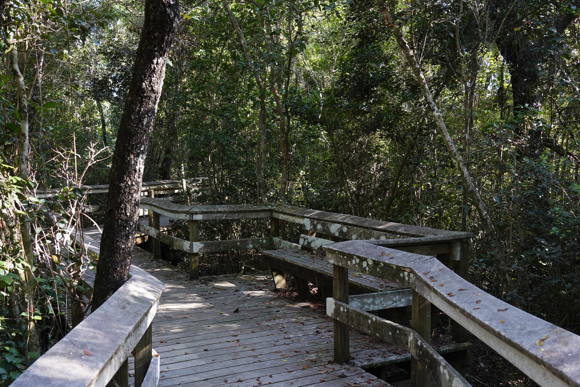 Everglades National Park (48)