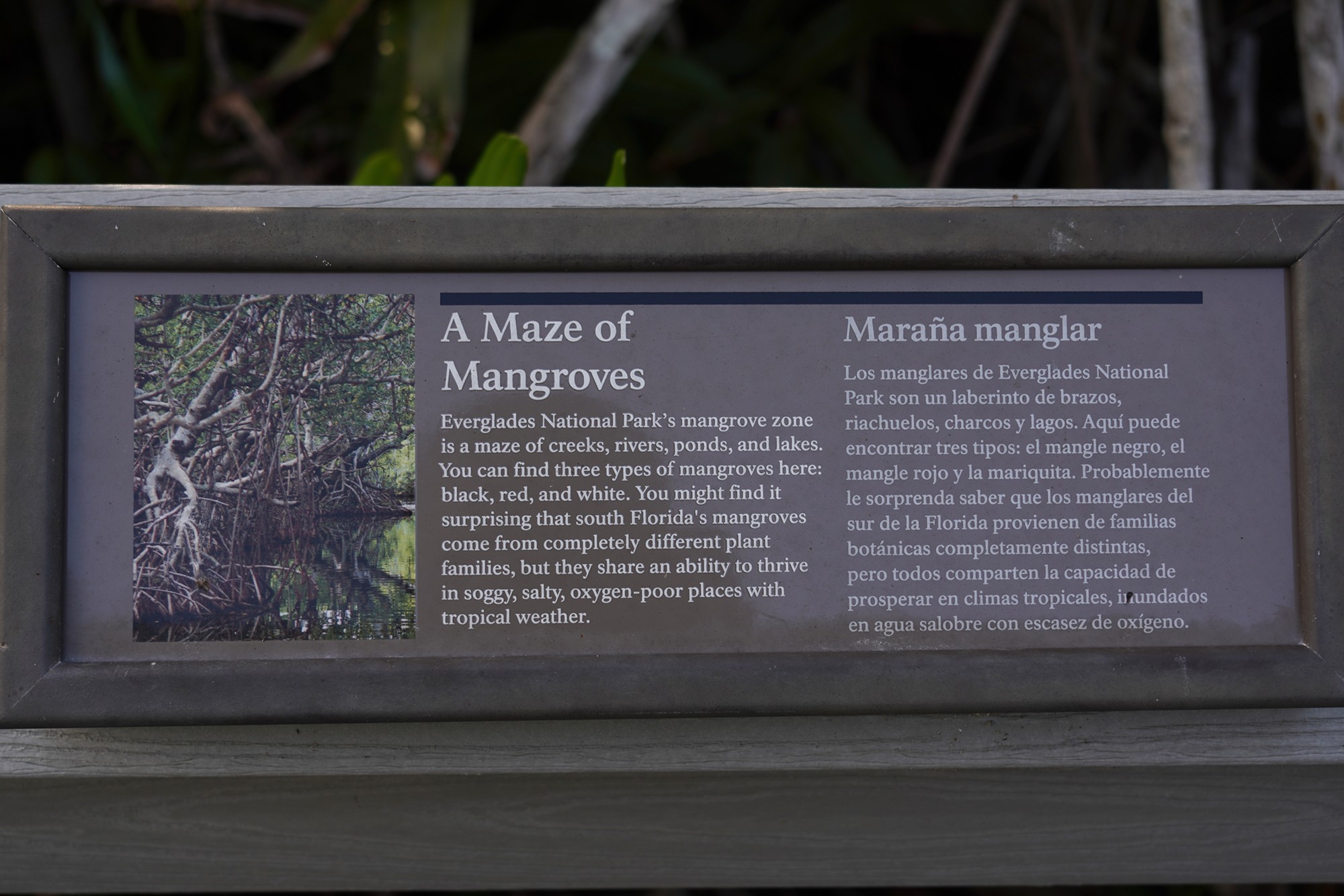 Everglades National Park (53)