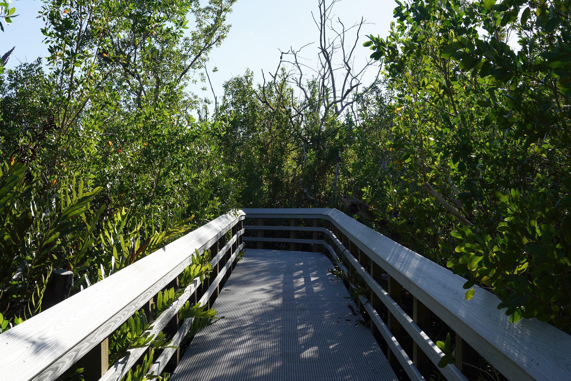 Everglades National Park (54)