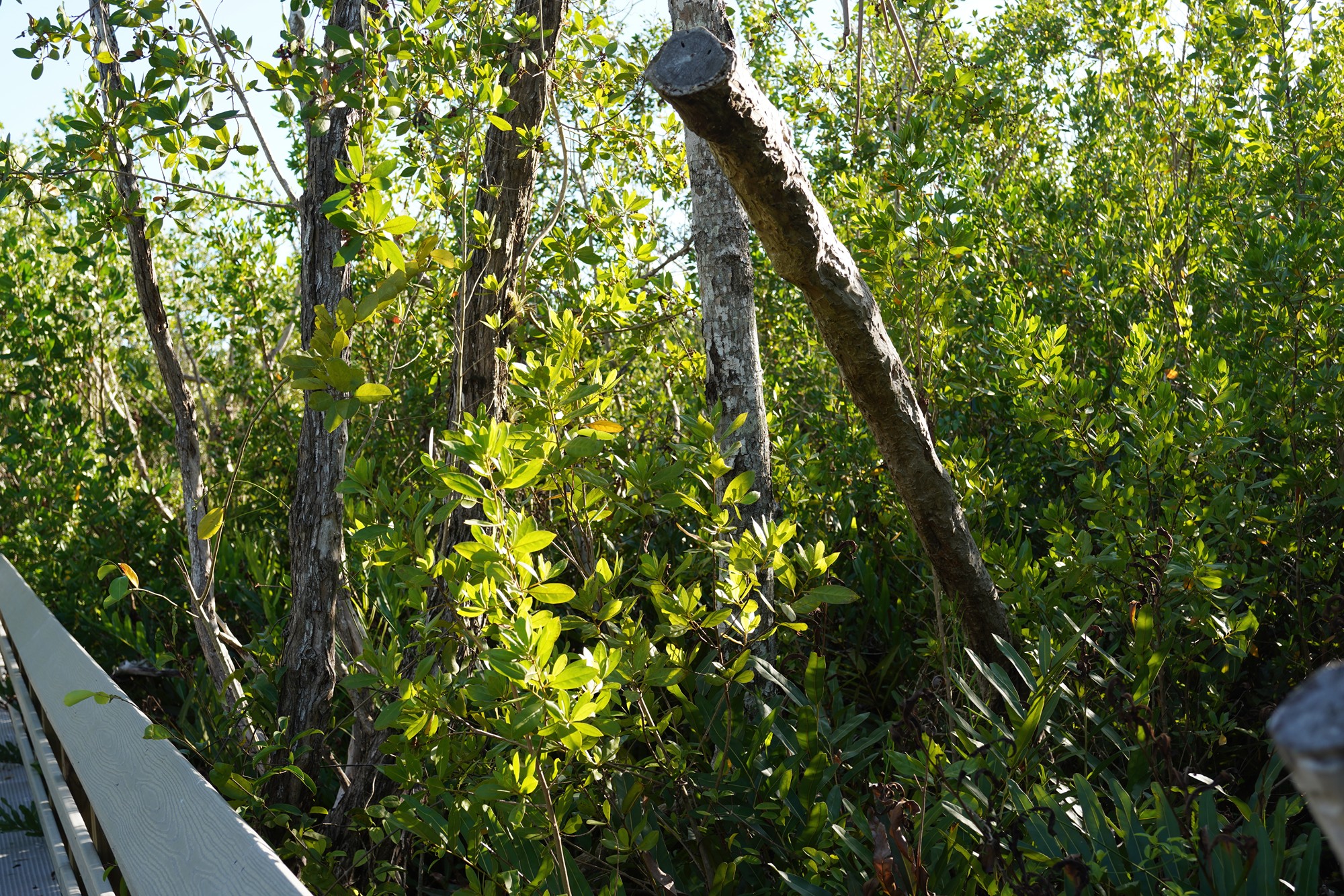 Everglades National Park (55)