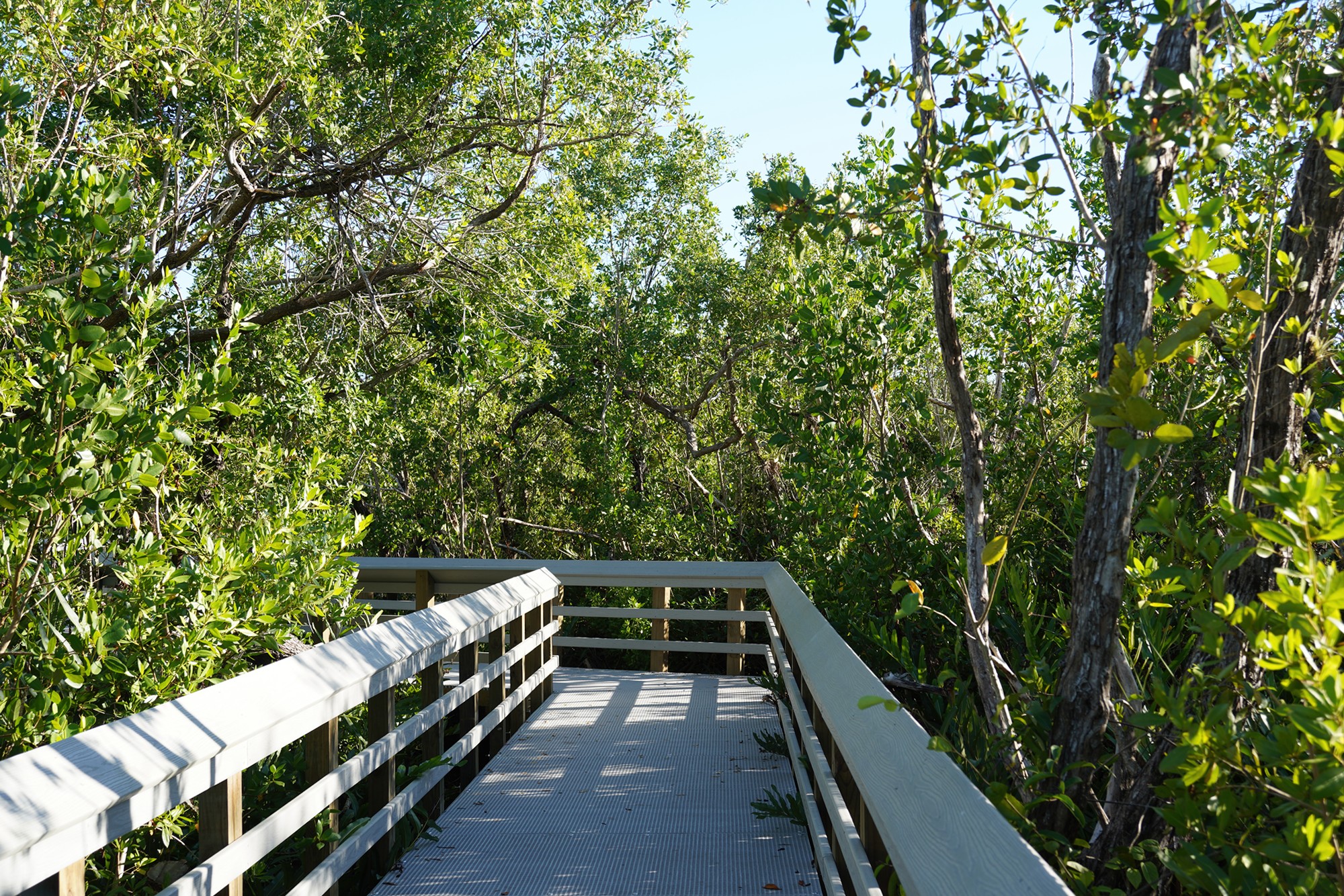 Everglades National Park (56)