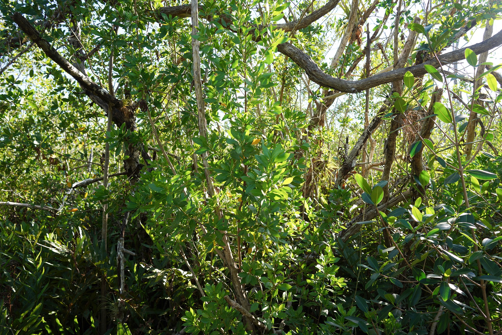Everglades National Park (57)