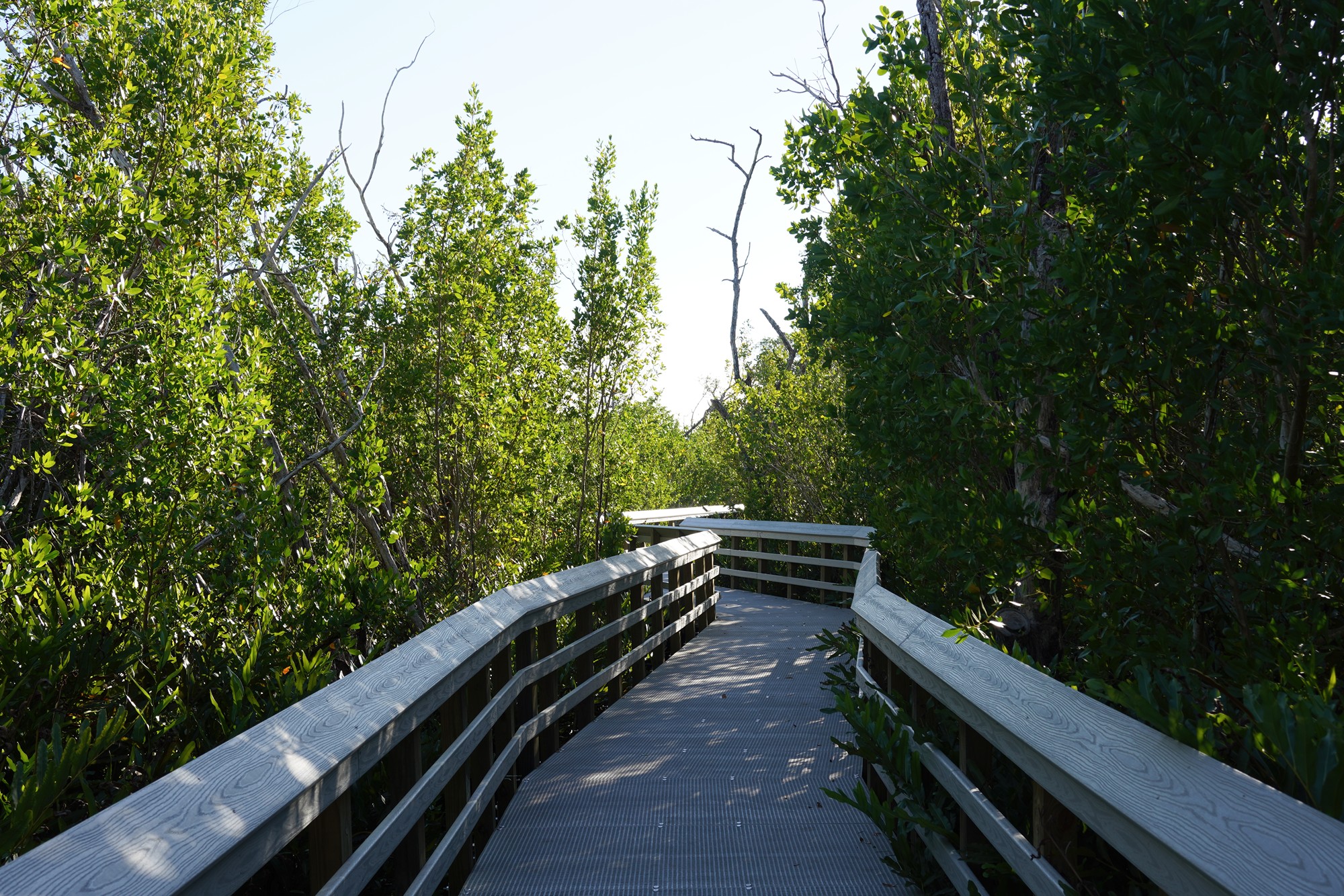 Everglades National Park (58)