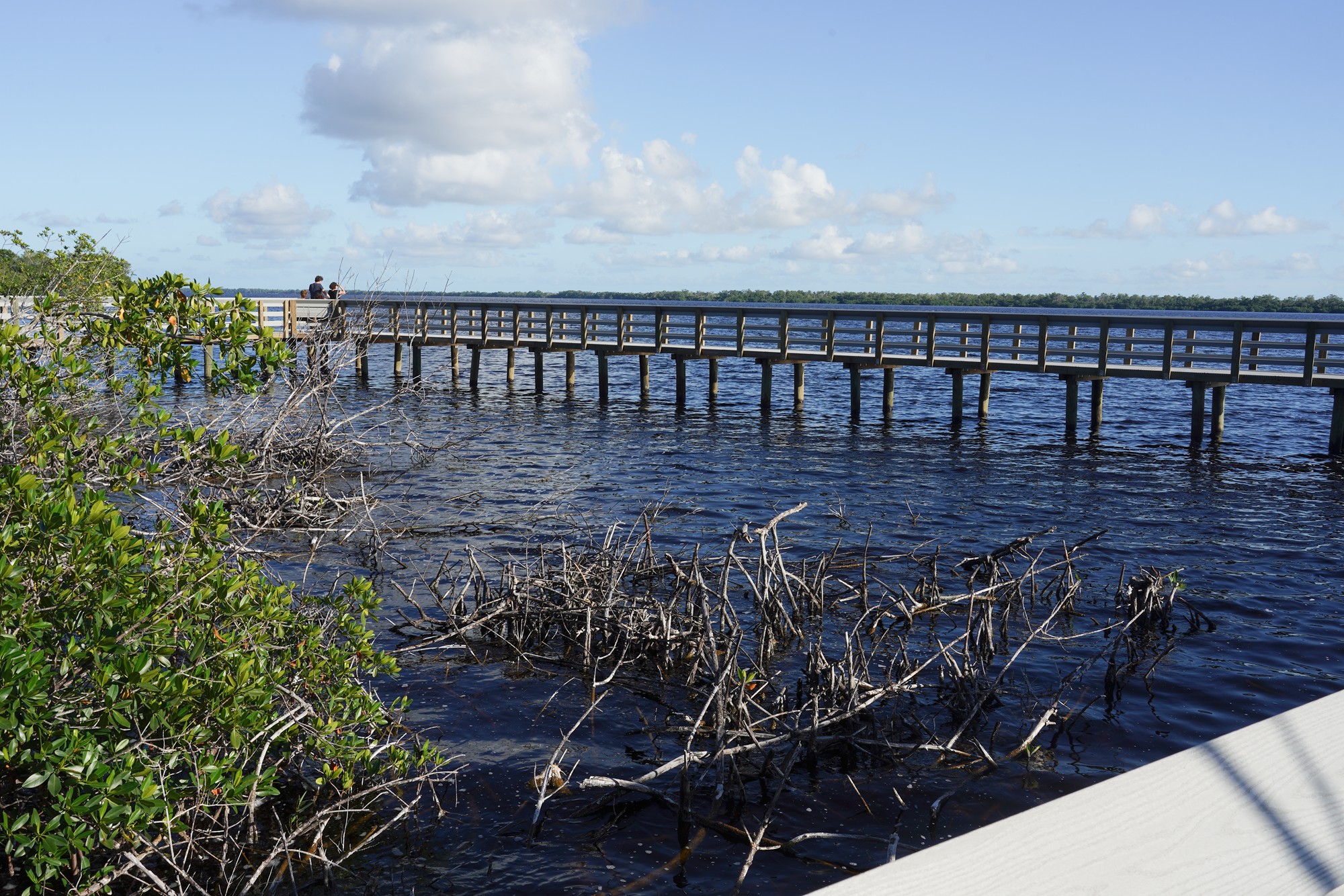 Everglades National Park (61)