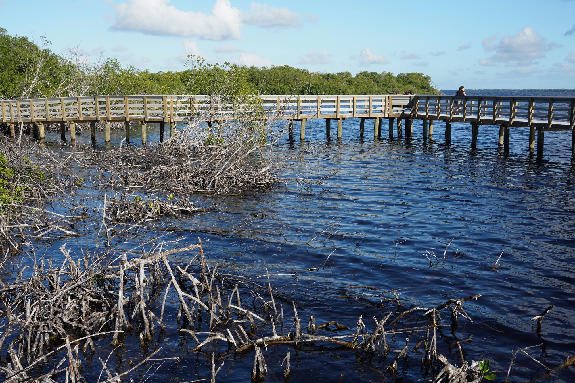 Everglades National Park (62)