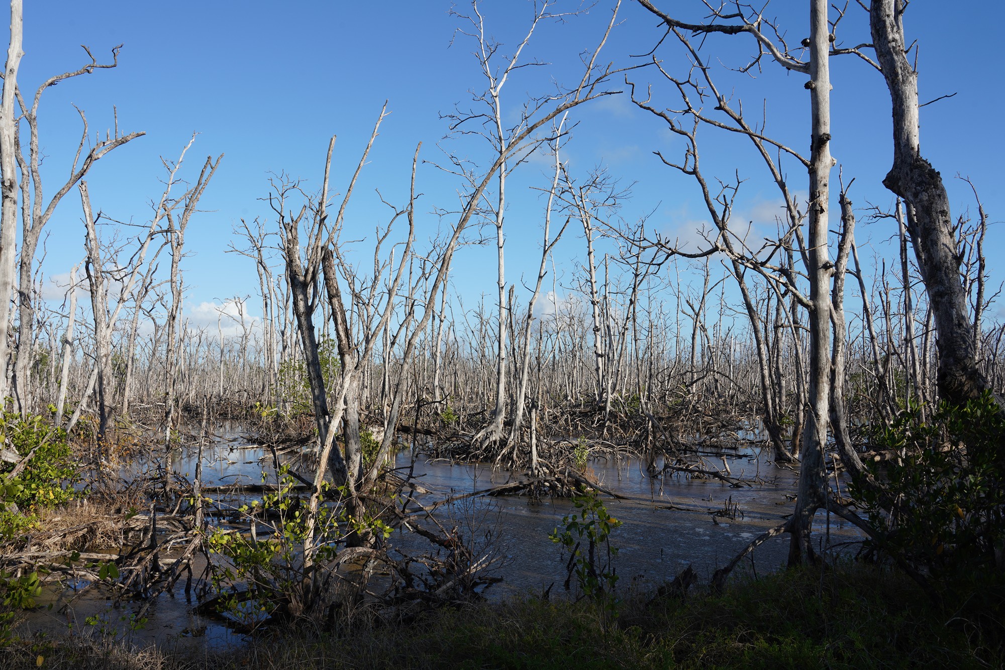 Everglades National Park (65)