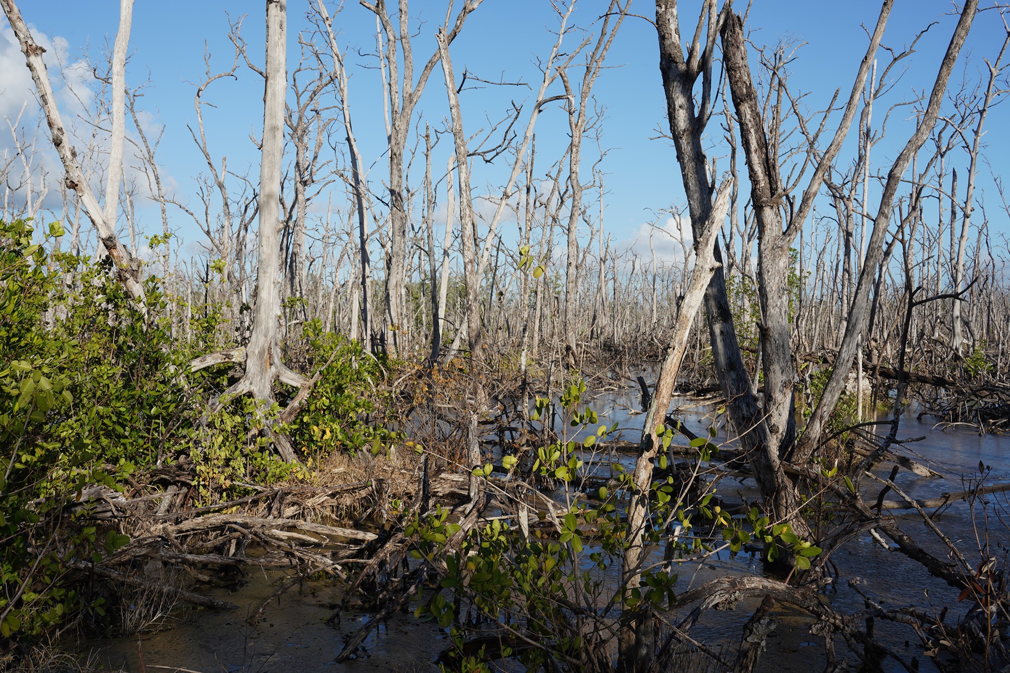 Everglades National Park (66)