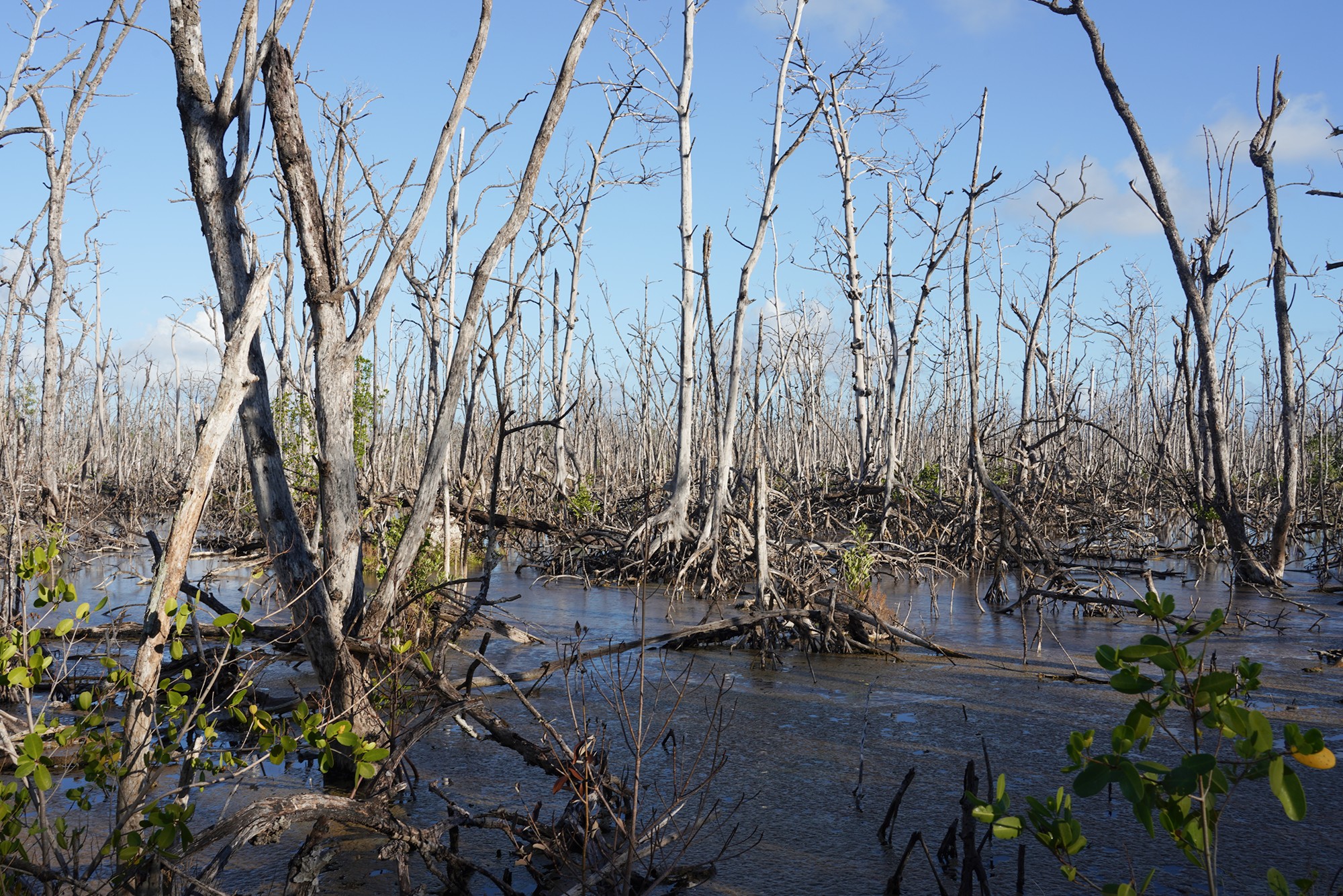 Everglades National Park (67)