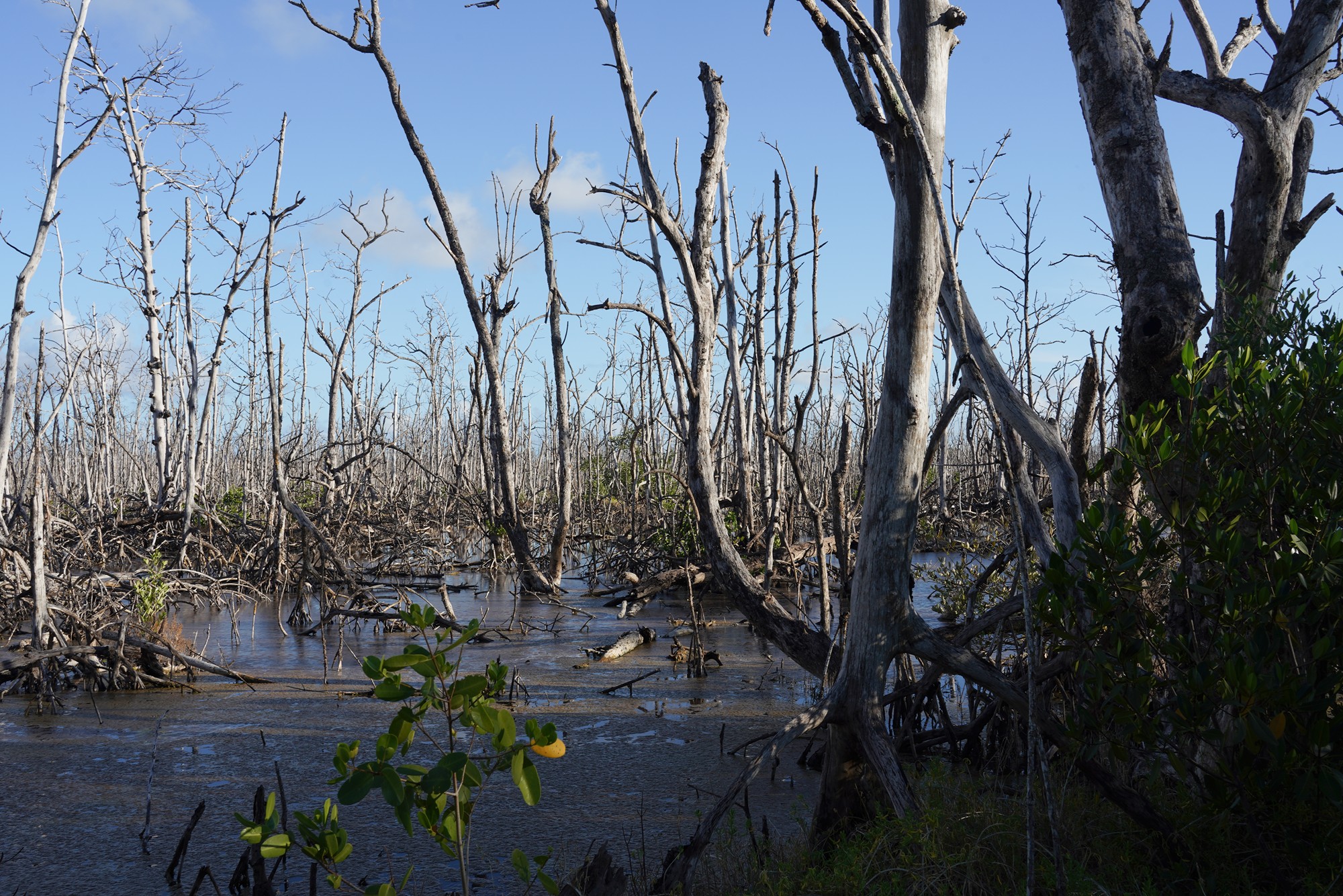 Everglades National Park (68)