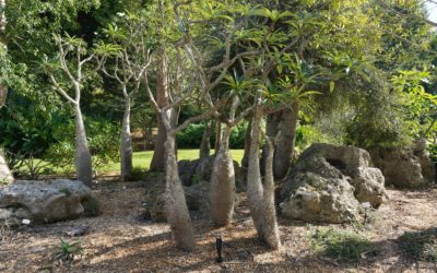 Fairchild Tropical Botanic Garden, Coral Gables, Floria, USA