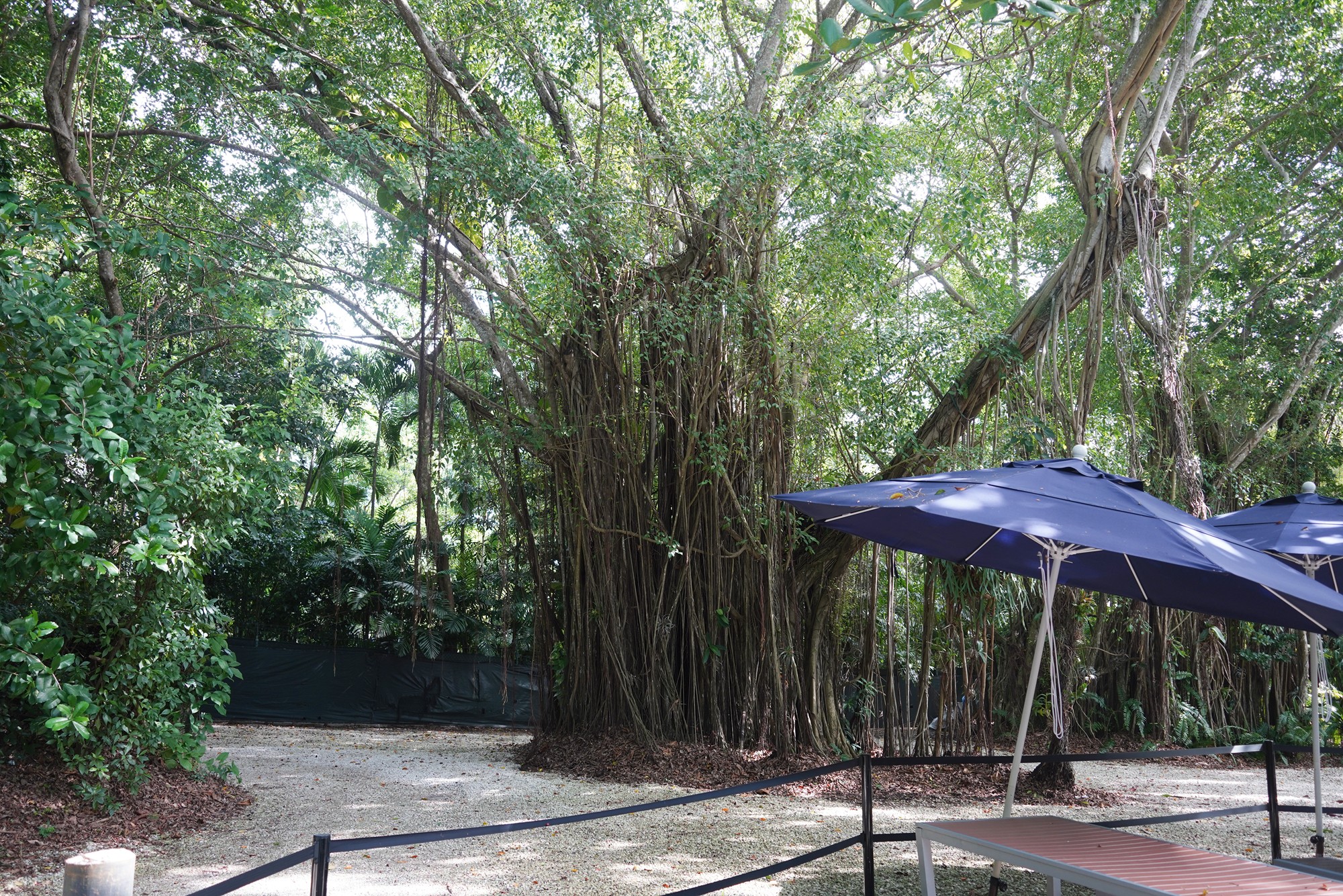 Vizcaya Museum & Gardens (14)